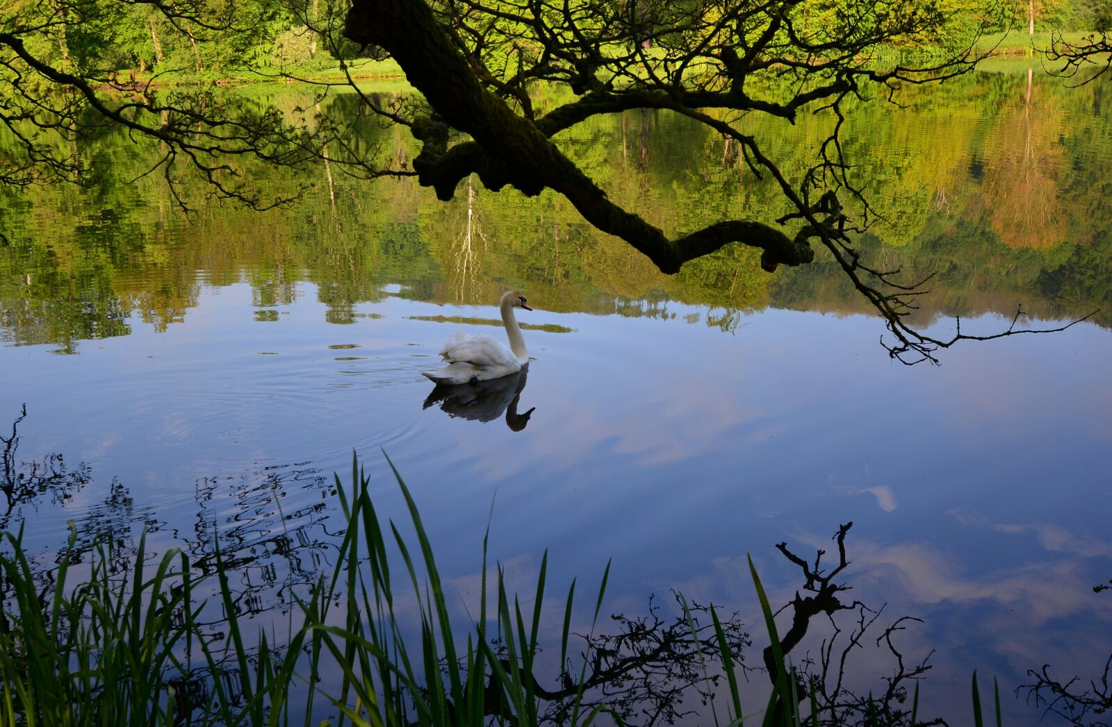 Nikon D5200 sample photo. Park lake, swan, evening photography