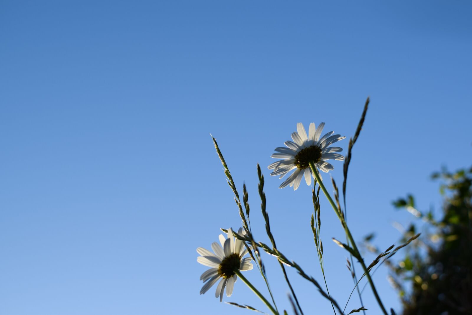 Nikon D3300 sample photo. Midsummer, daisies, midsommarblommor photography