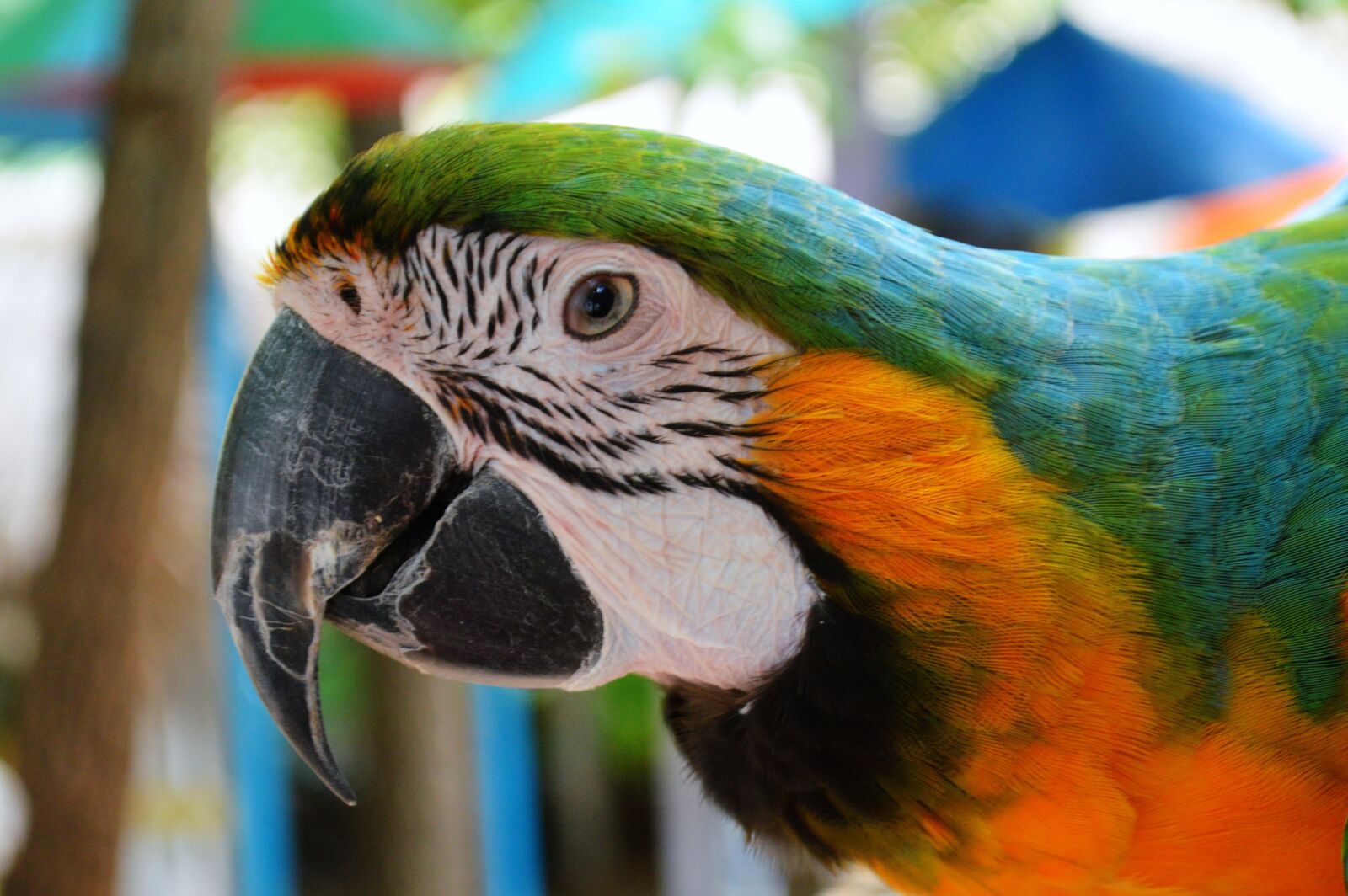 Nikon D3200 sample photo. Parrot, macaw, new world photography