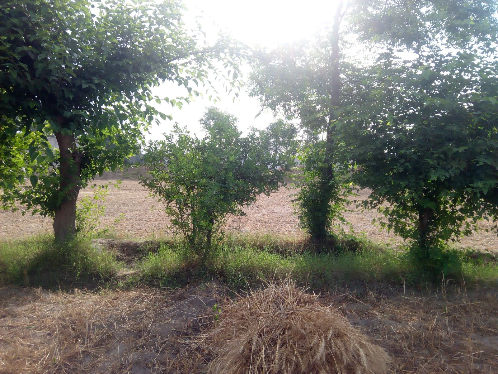 Infinix HOT5 sample photo. Tree, lemon, cornor photography