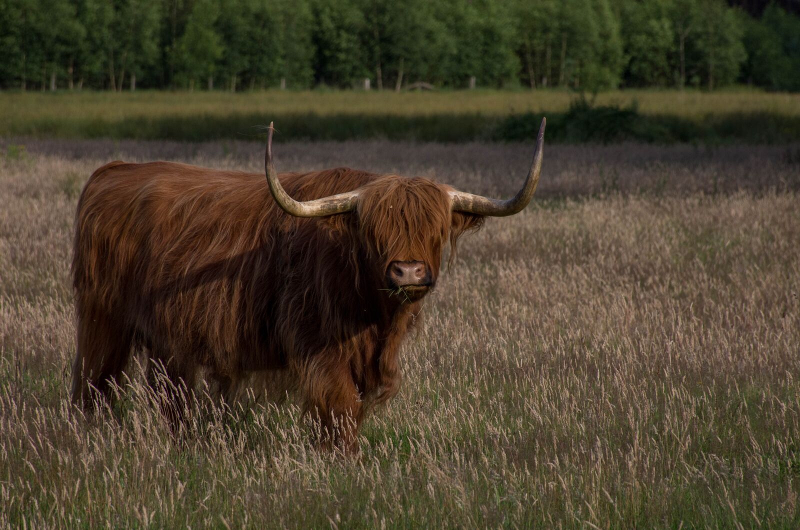 Nikon D7200 sample photo. Beef, mammals, field photography