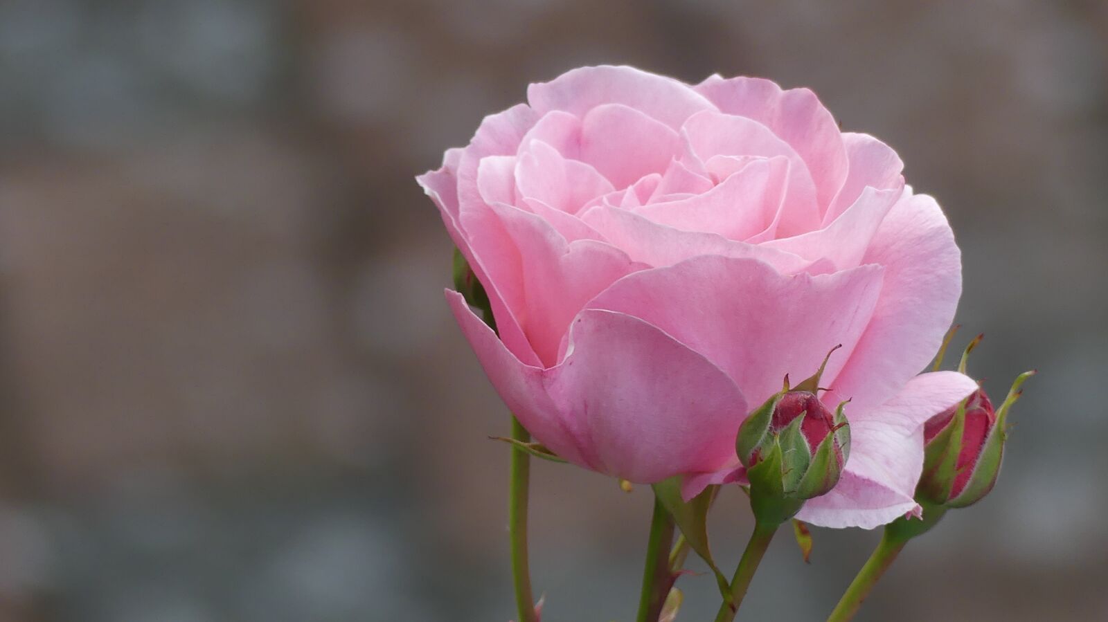 Panasonic Lumix DMC-FZ300 sample photo. Rose, garden, flower photography
