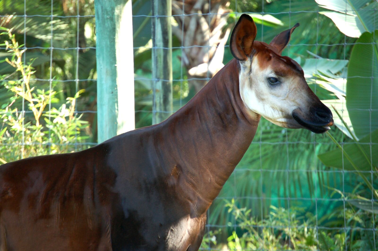 Nikon D50 sample photo. Okapi, animal, brown photography