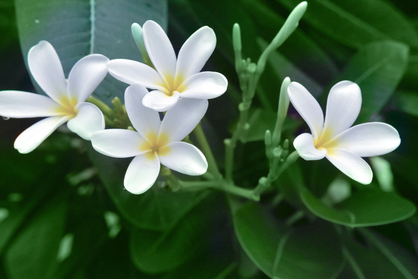 Nikon D5300 sample photo. Nature, flora, flower photography