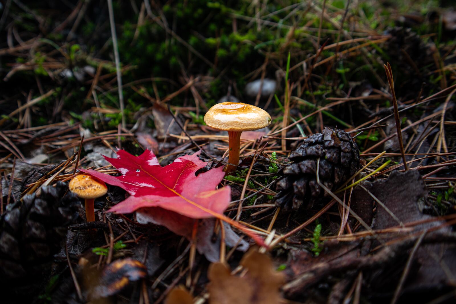 Canon EOS M100 sample photo. Mushrooms, mushroom, autumn photography