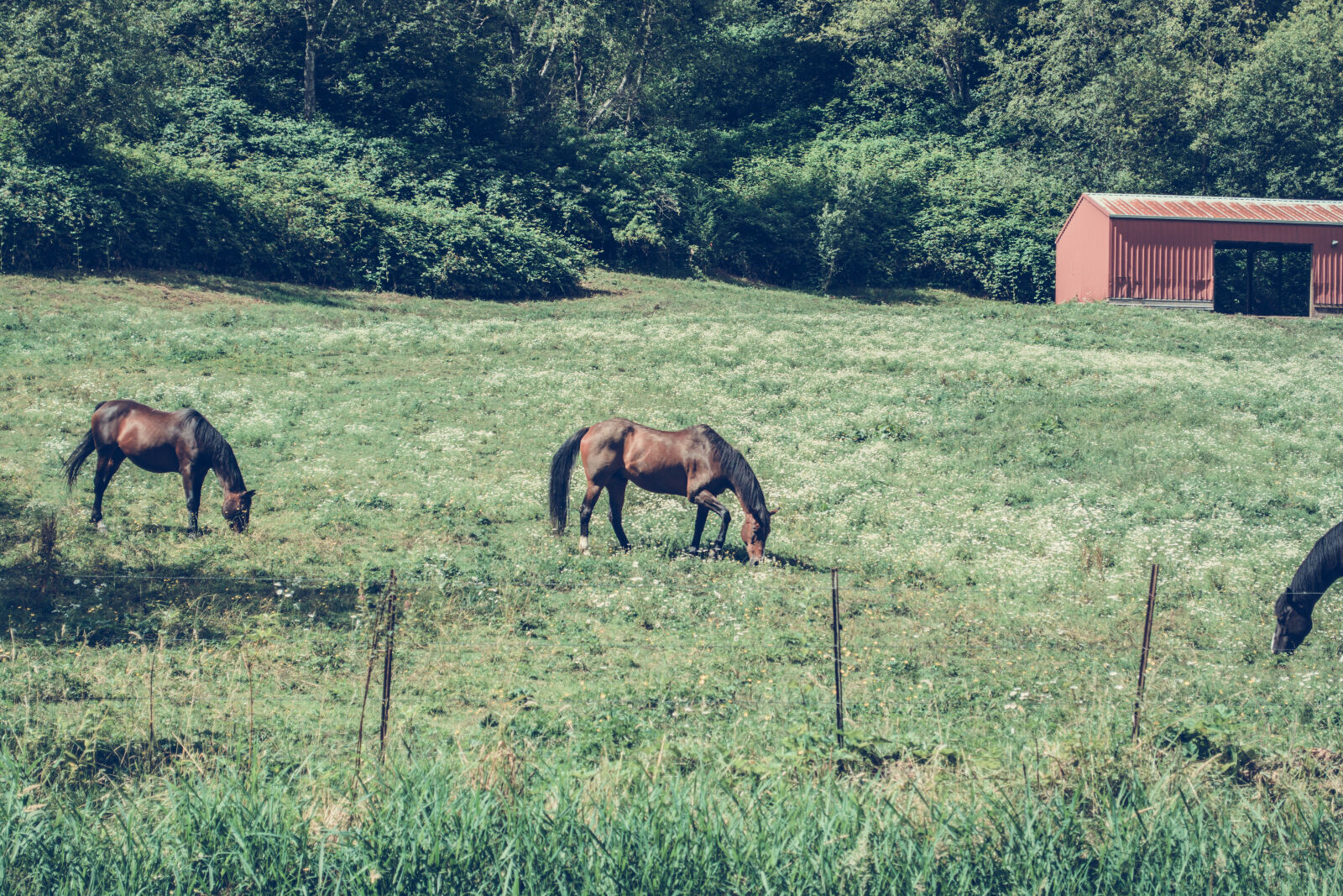 Nikon D5200 sample photo. Agriculture, animals, barn, cattle photography