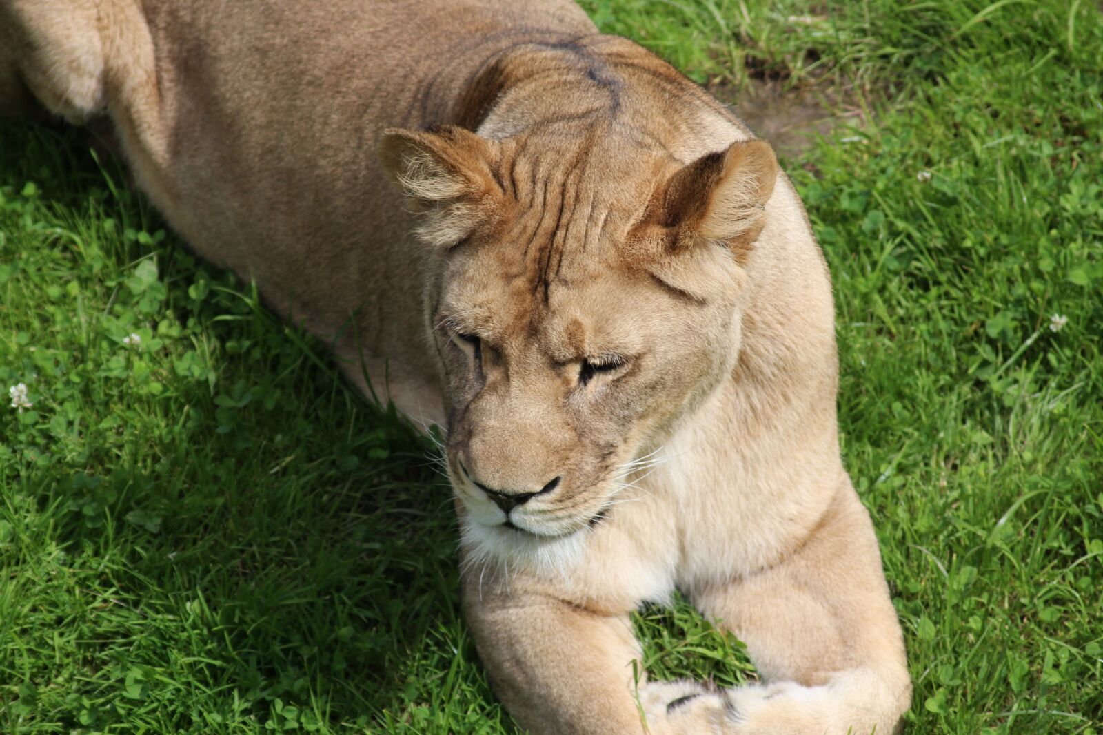 Canon EOS 600D (Rebel EOS T3i / EOS Kiss X5) sample photo. Lioness, zoo, predator photography