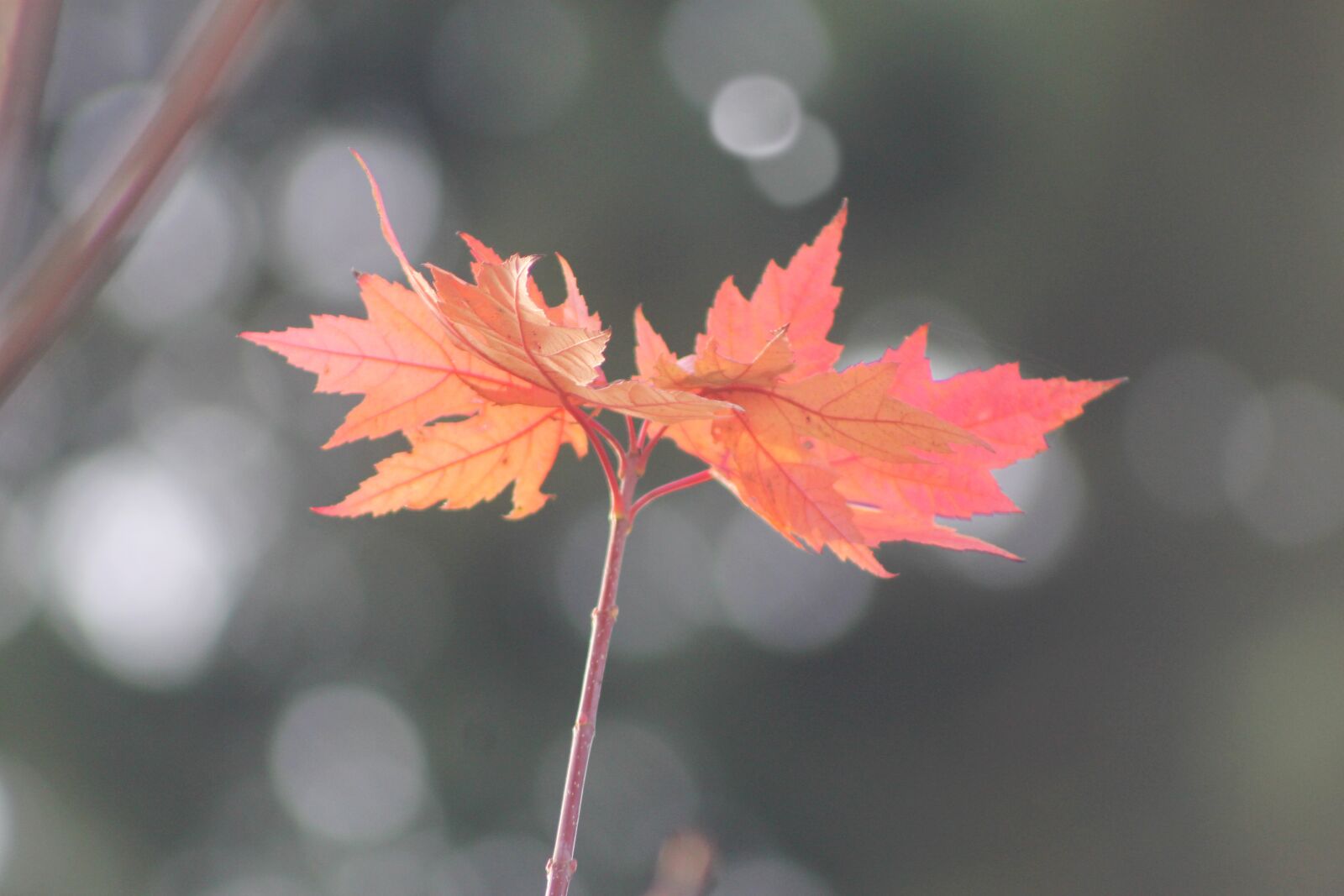 Canon EOS 1100D (EOS Rebel T3 / EOS Kiss X50) sample photo. Leaf, leaves, red photography