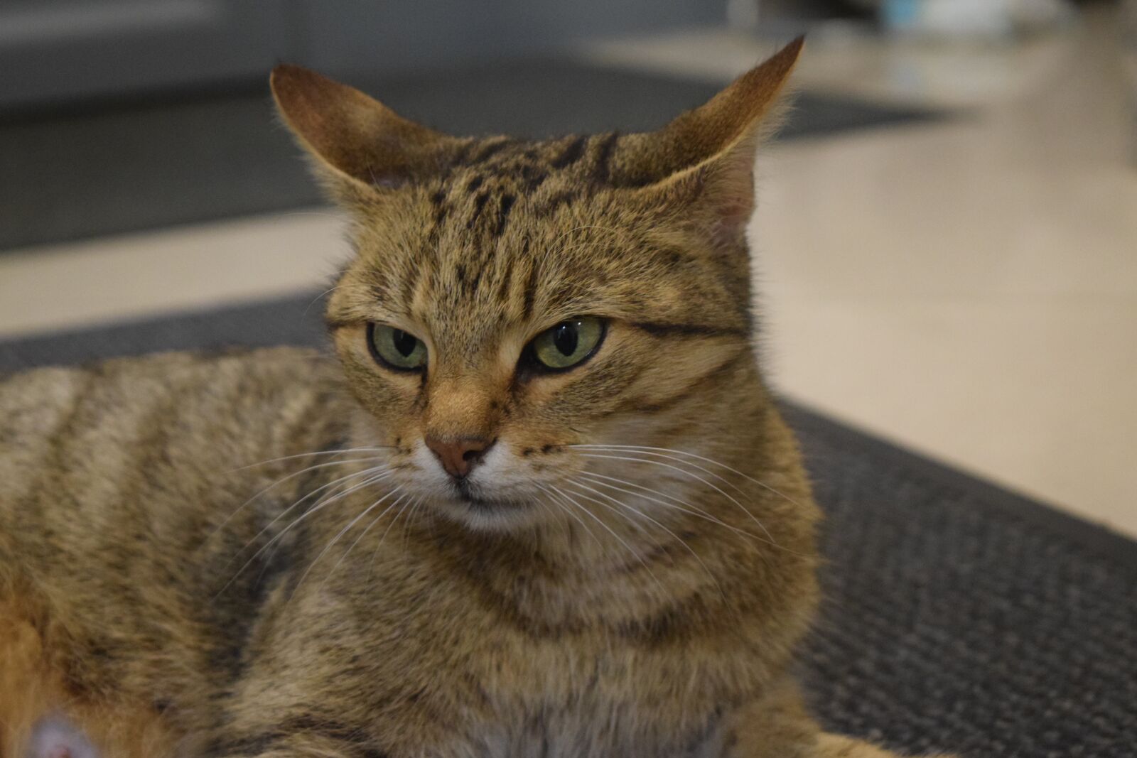 Nikon D3300 sample photo. Cat, domestic cat, pet photography