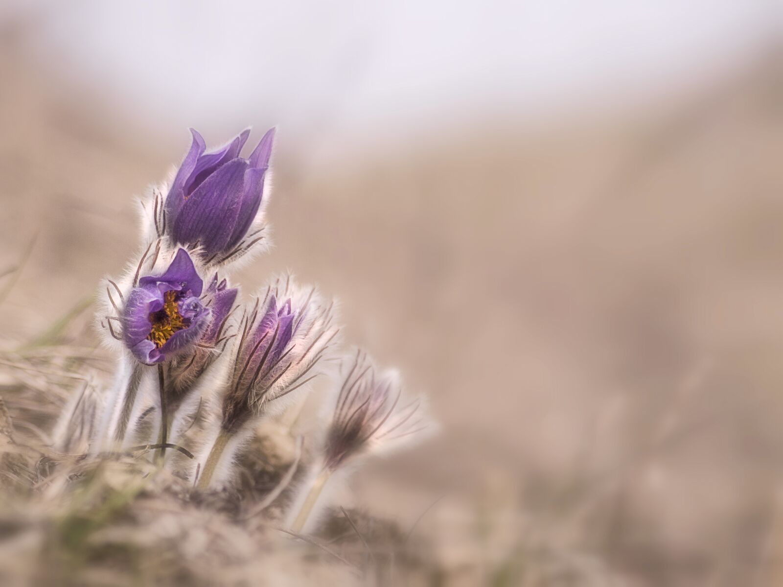 Sony SLT-A58 sample photo. Flower, spring, nature photography