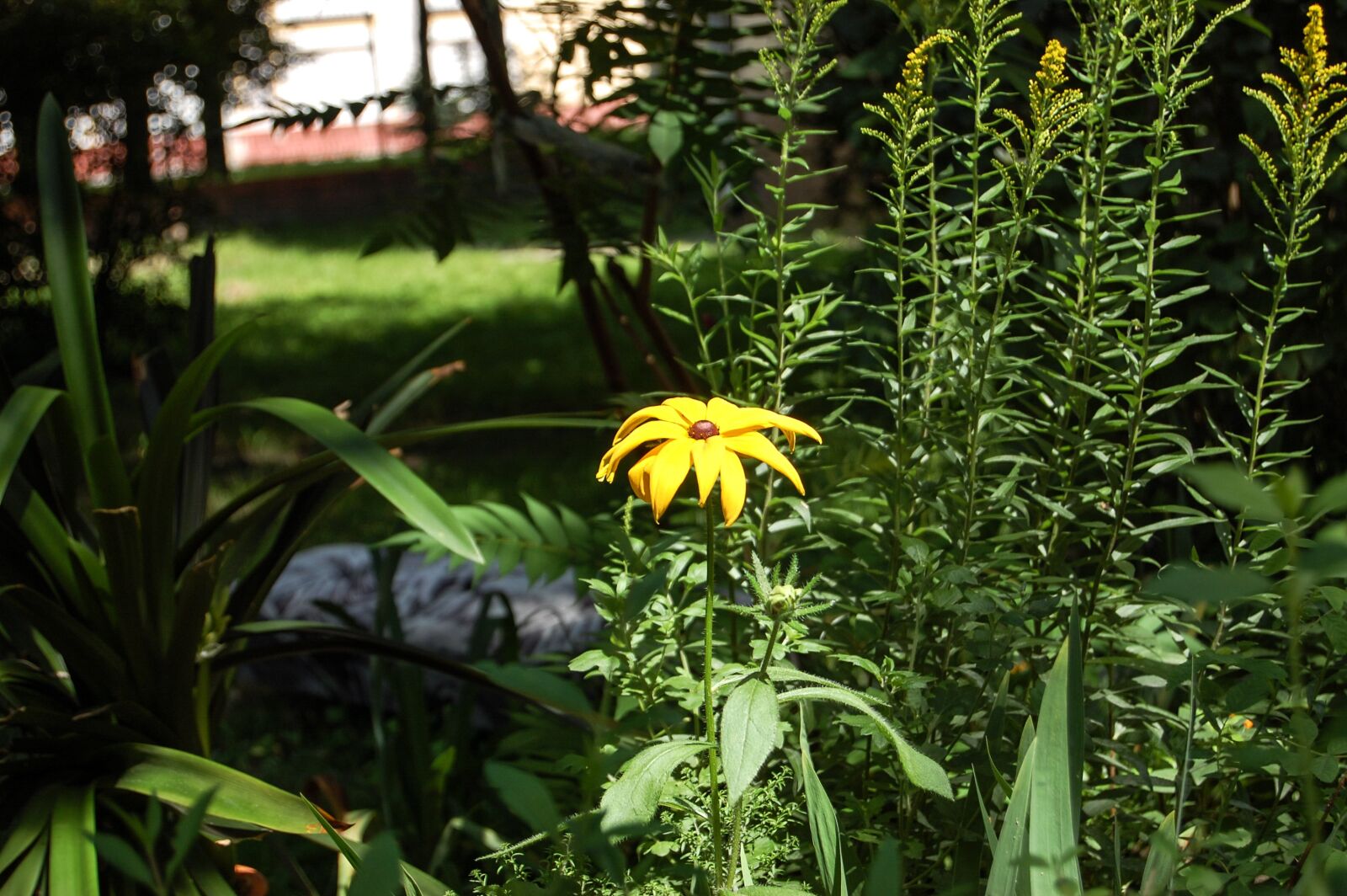 Nikon D40 sample photo. Flower, plants, meadow photography