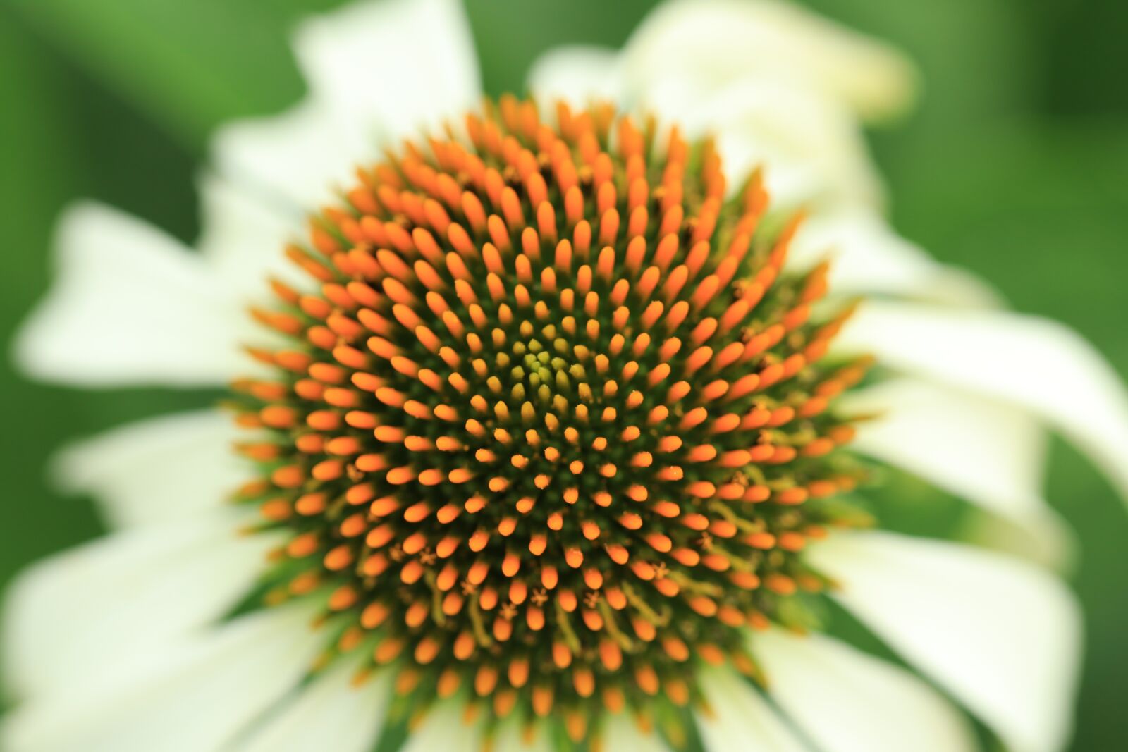 Canon EF 100mm F2.8L Macro IS USM sample photo. Background, flower, sun hat photography