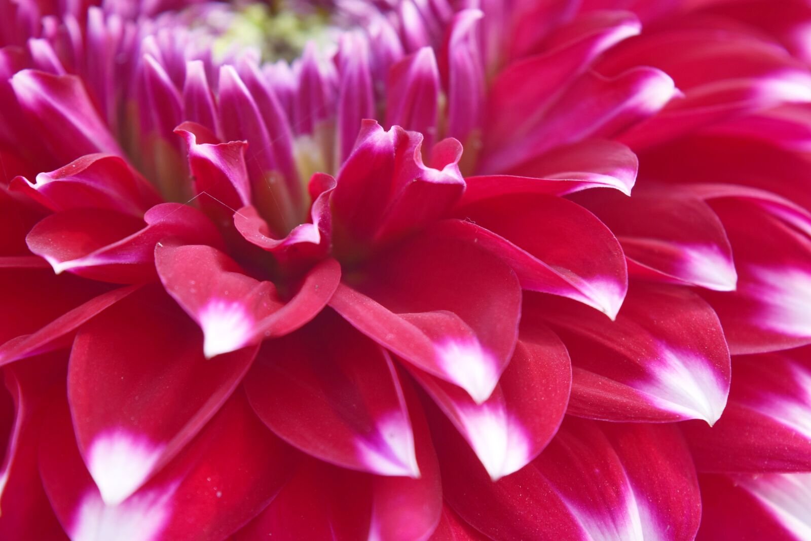 Nikon D5300 sample photo. Flower, nature, color photography