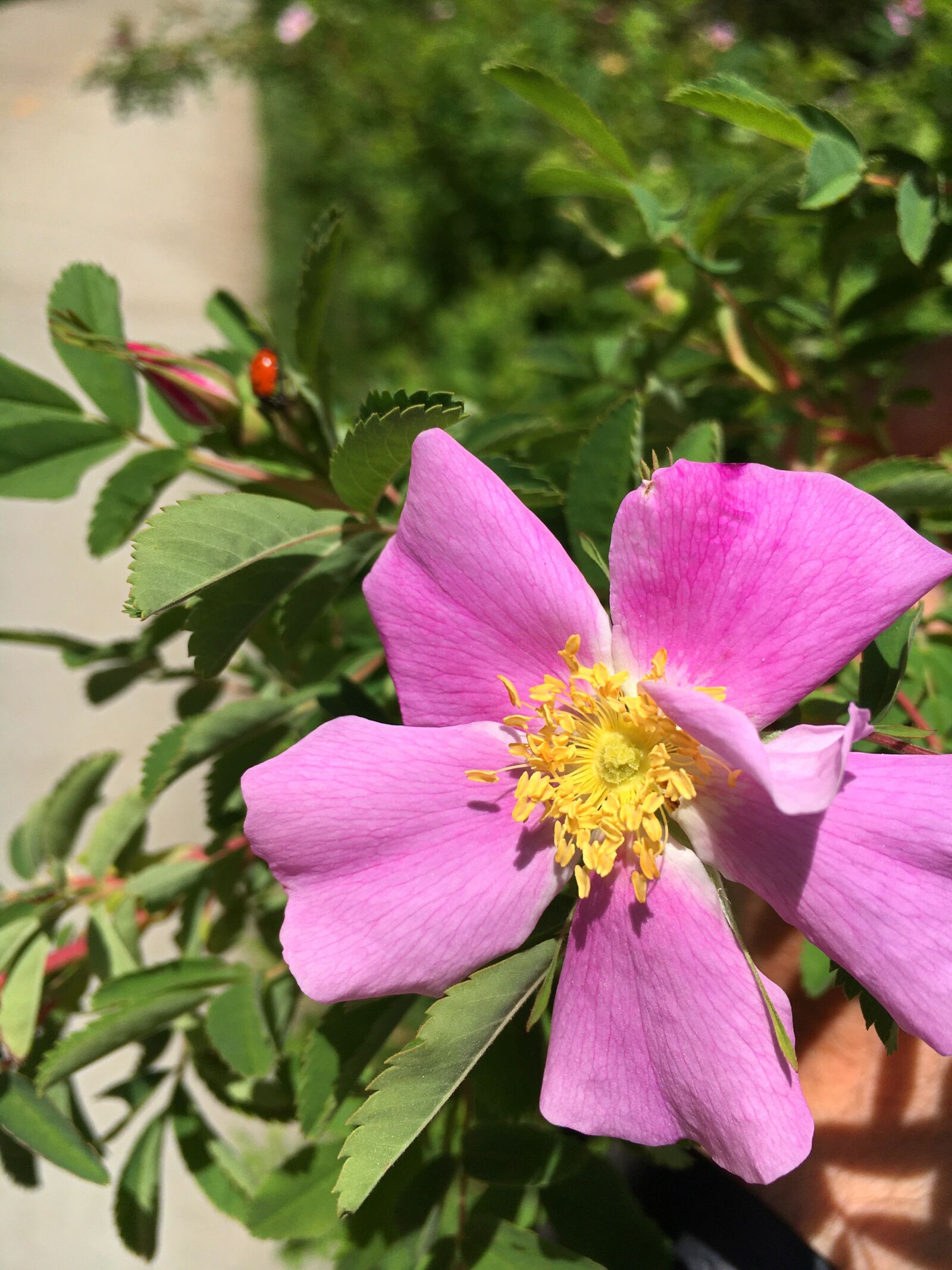 iPhone 6s back camera 4.15mm f/2.2 sample photo. Wildflowers, rose, flower photography