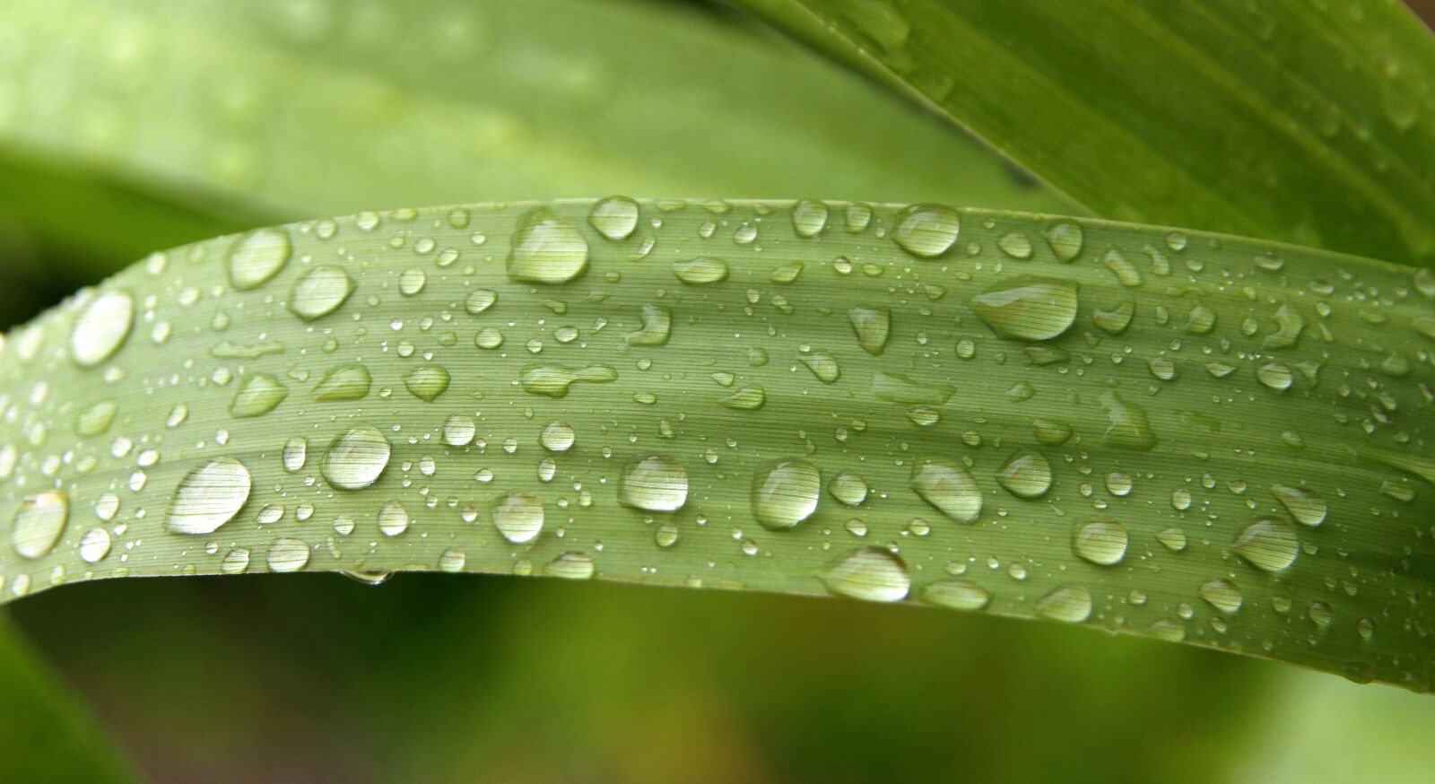 Canon EOS 50D sample photo. Rain drops, green, droplet photography