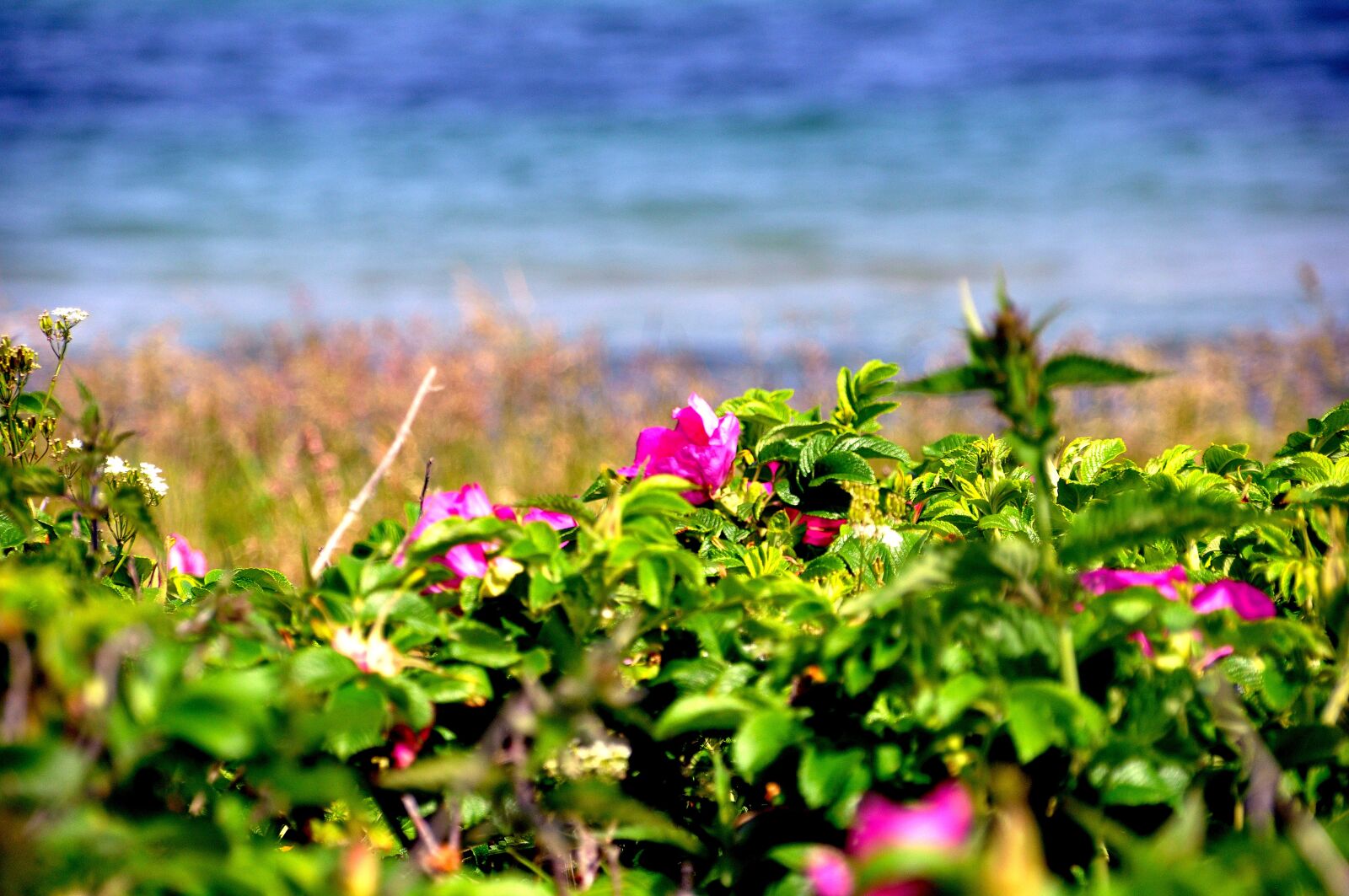 Nikon D90 sample photo. Rosehip, rose hip, sea photography