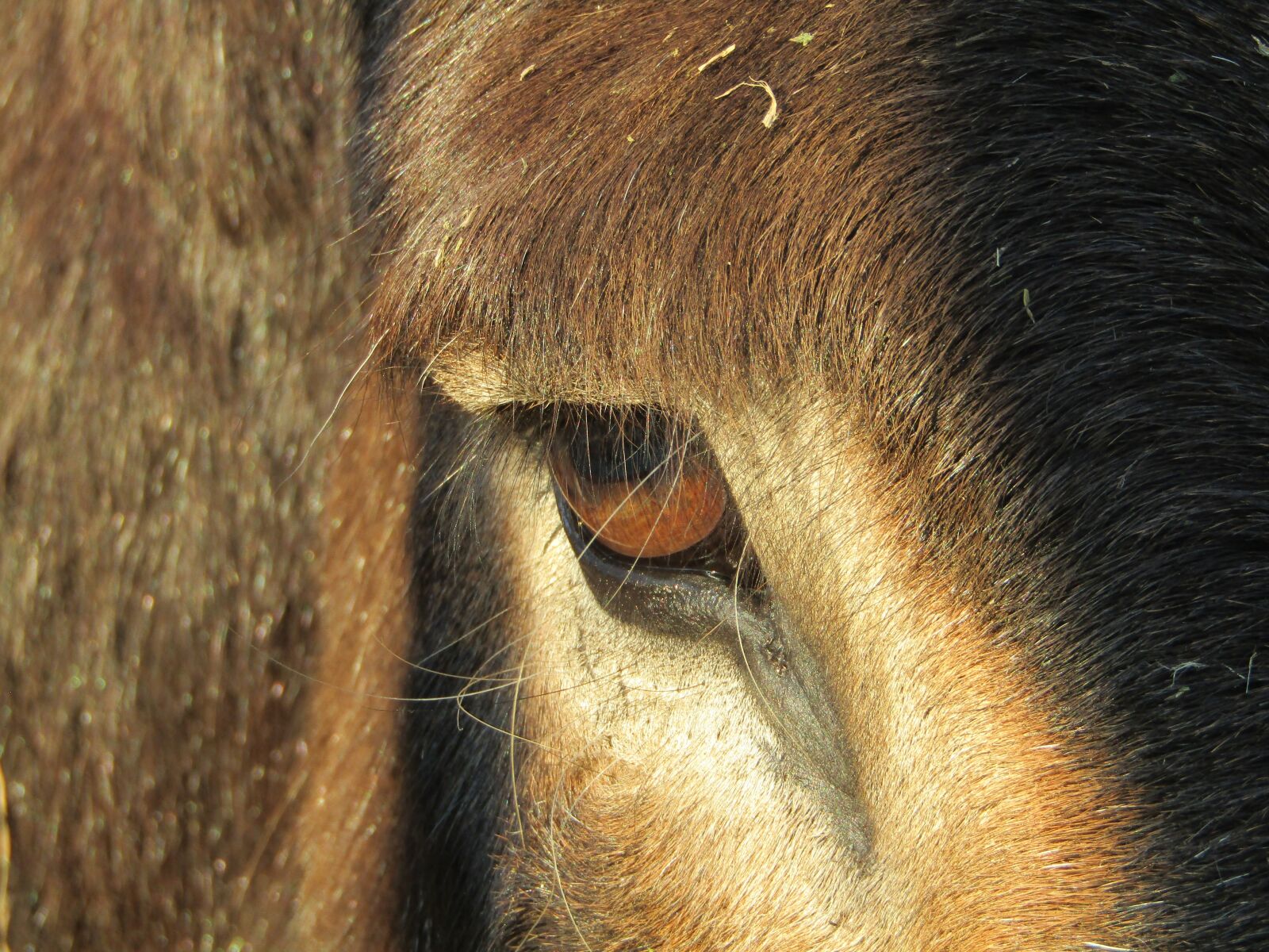 Canon PowerShot SX410 IS sample photo. Donkey, eye, equine photography