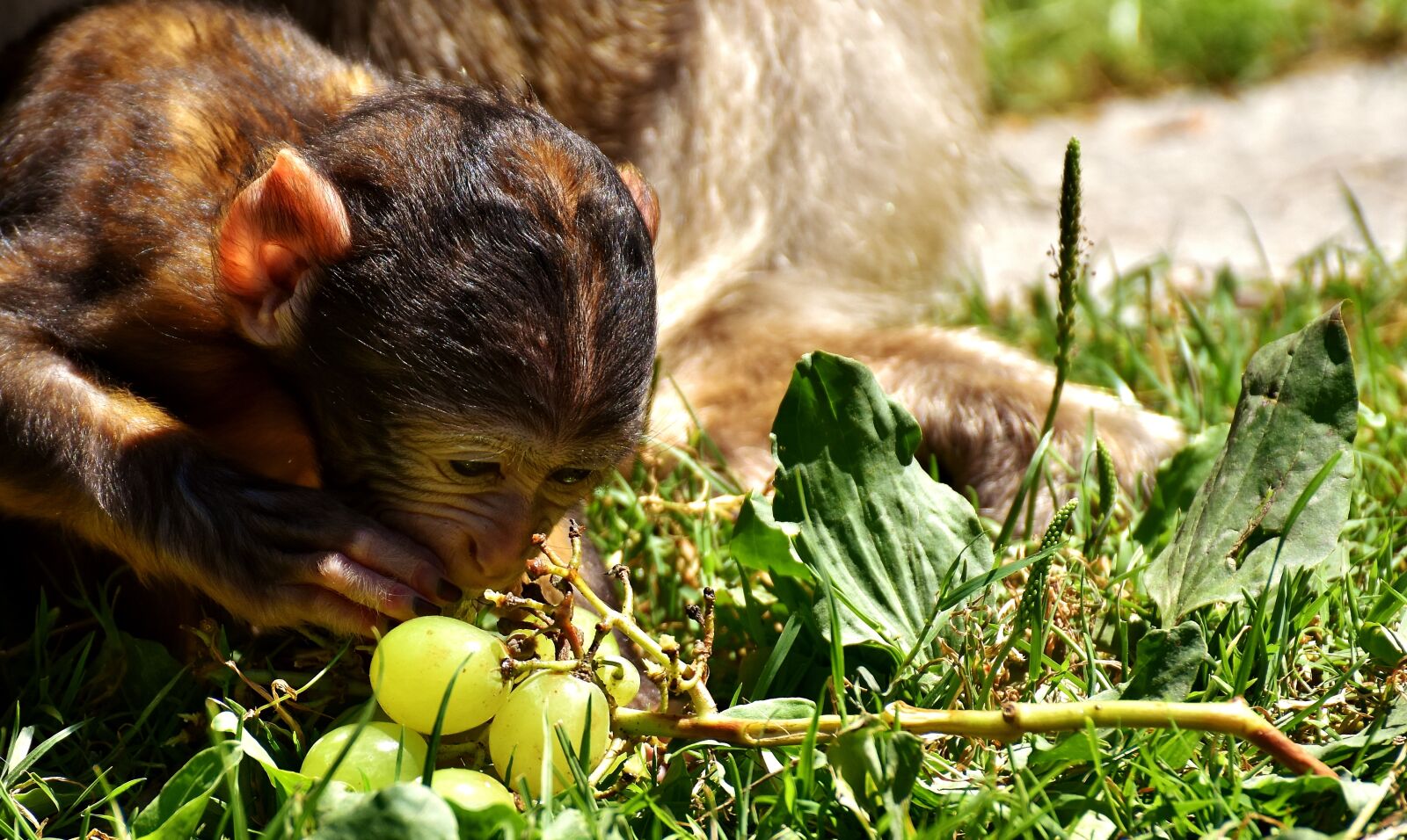 Nikon D7200 sample photo. Ape, baby monkey, barbary photography