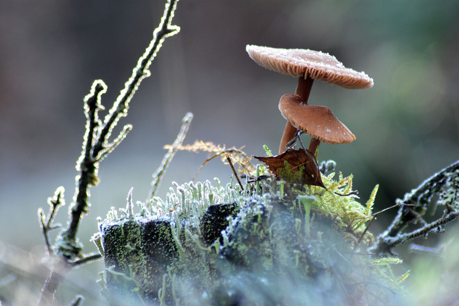 Nikon D3400 sample photo. Forest, mushrooms, nature photography