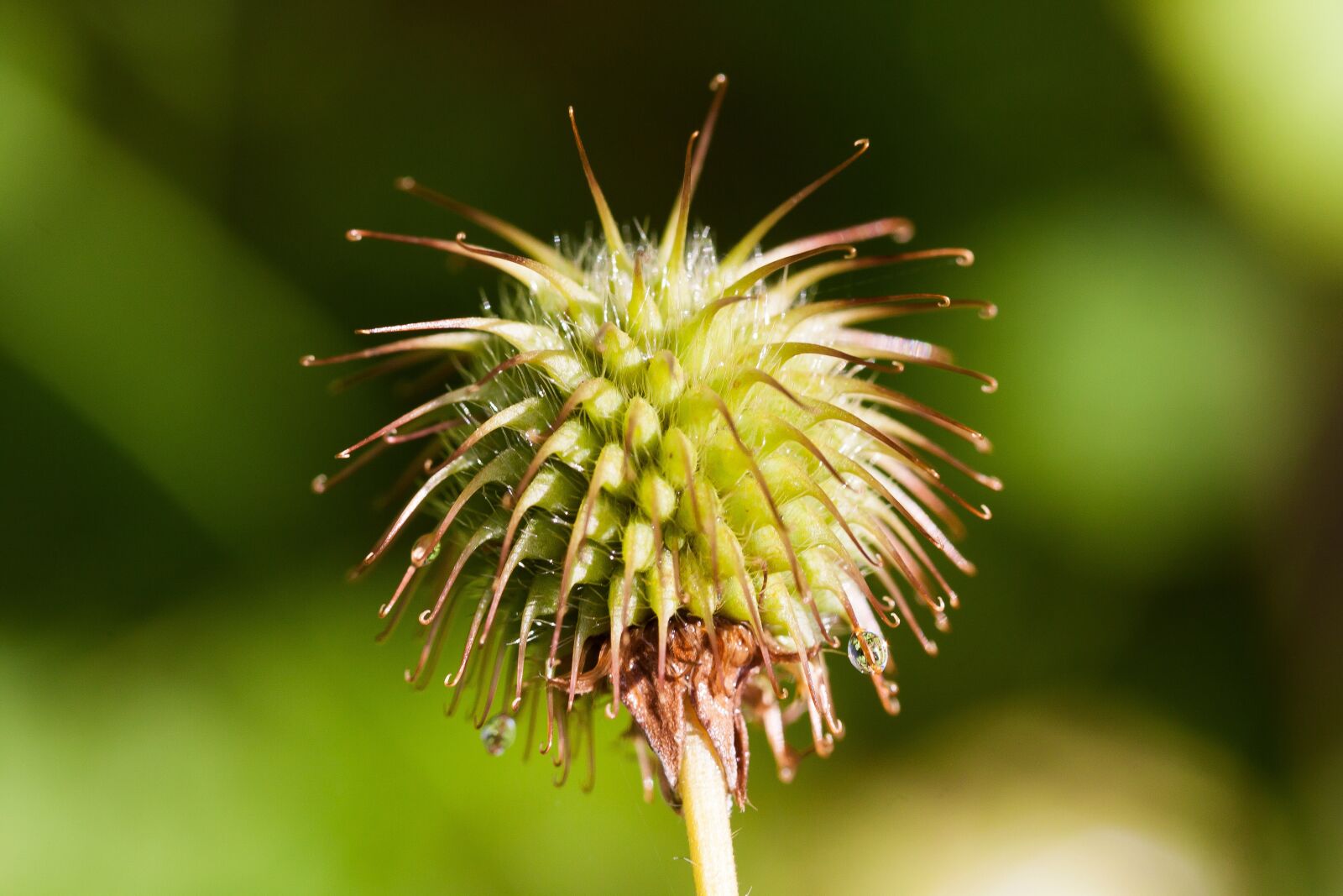 Canon EOS 50D sample photo. Real avens, geum urbanum photography