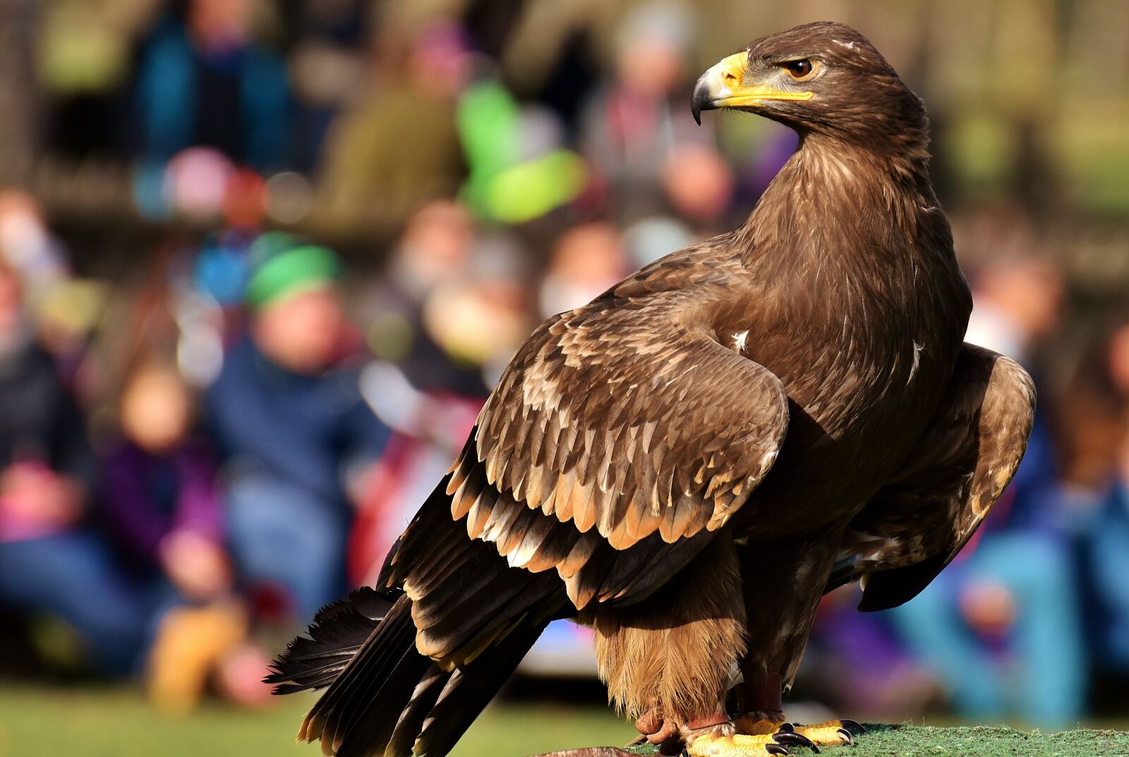 Nikon D7200 sample photo. Adler, raptor, bird of photography