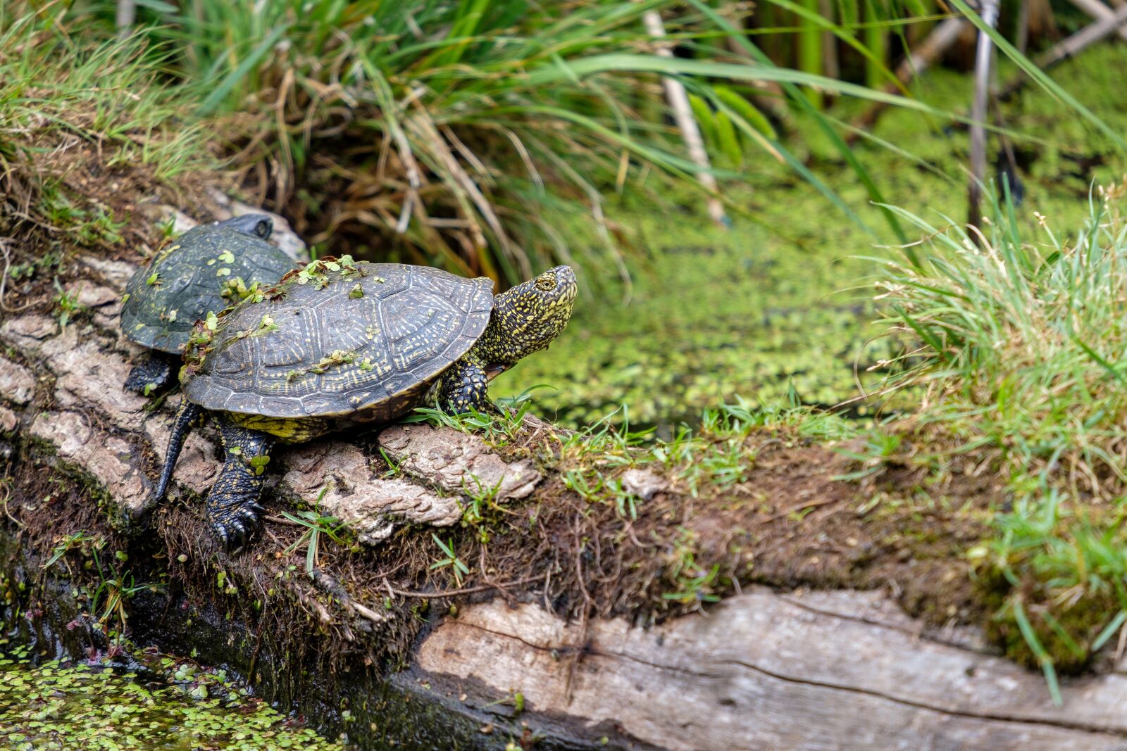 Fujifilm X-T2 + Fujifilm XF 55-200mm F3.5-4.8 R LM OIS sample photo. Turtle, marsh turtle, vertebrate photography