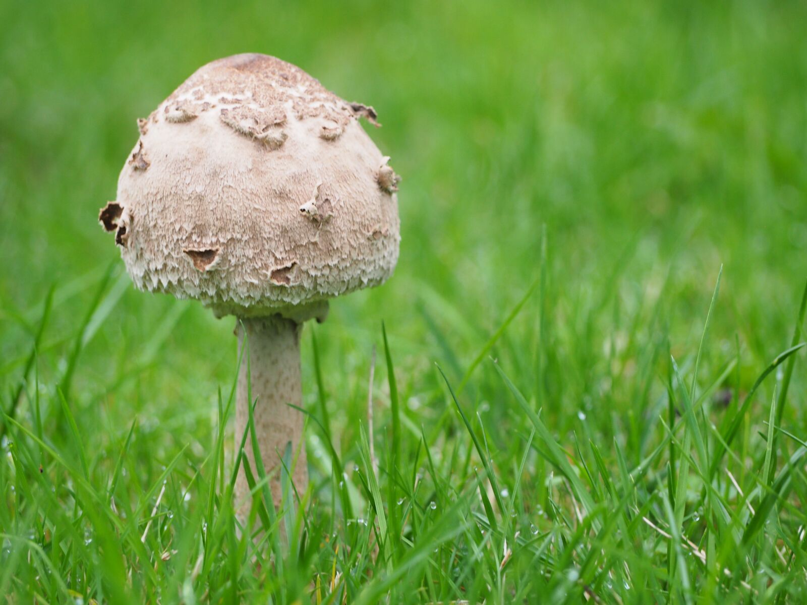 Olympus M.Zuiko Digital ED 40-150mm F4-5.6 R sample photo. Mushroom, mushrooms, grass photography