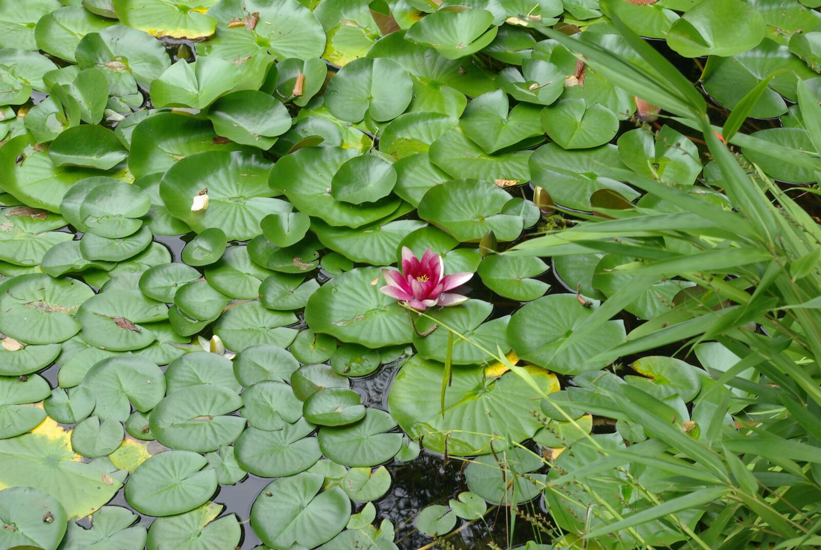 Pentax K10D sample photo. Water lily, river, lake photography