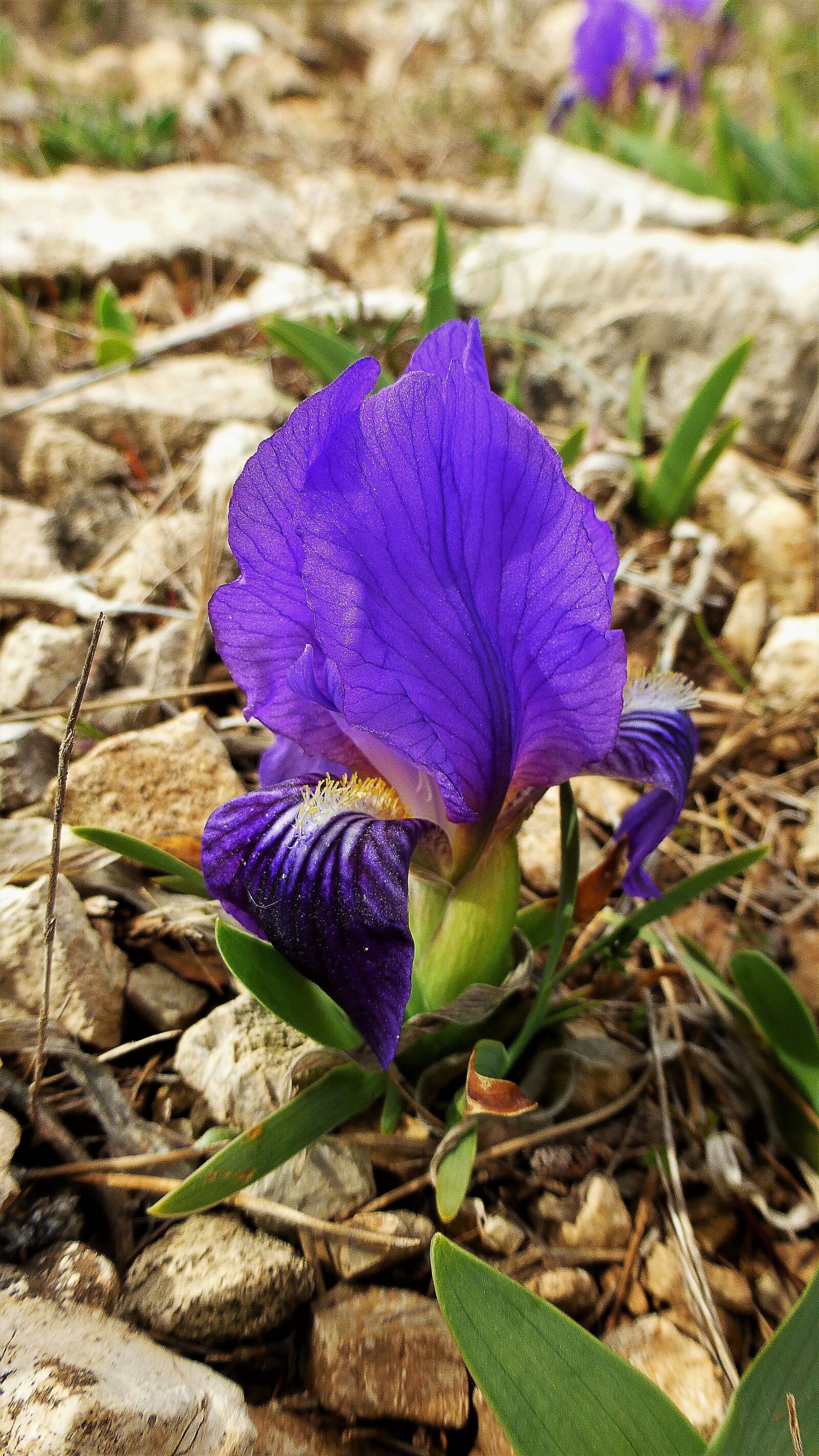 Panasonic Lumix DMC-ZS25 (Lumix DMC-TZ35) sample photo. Nature, plant, flower photography