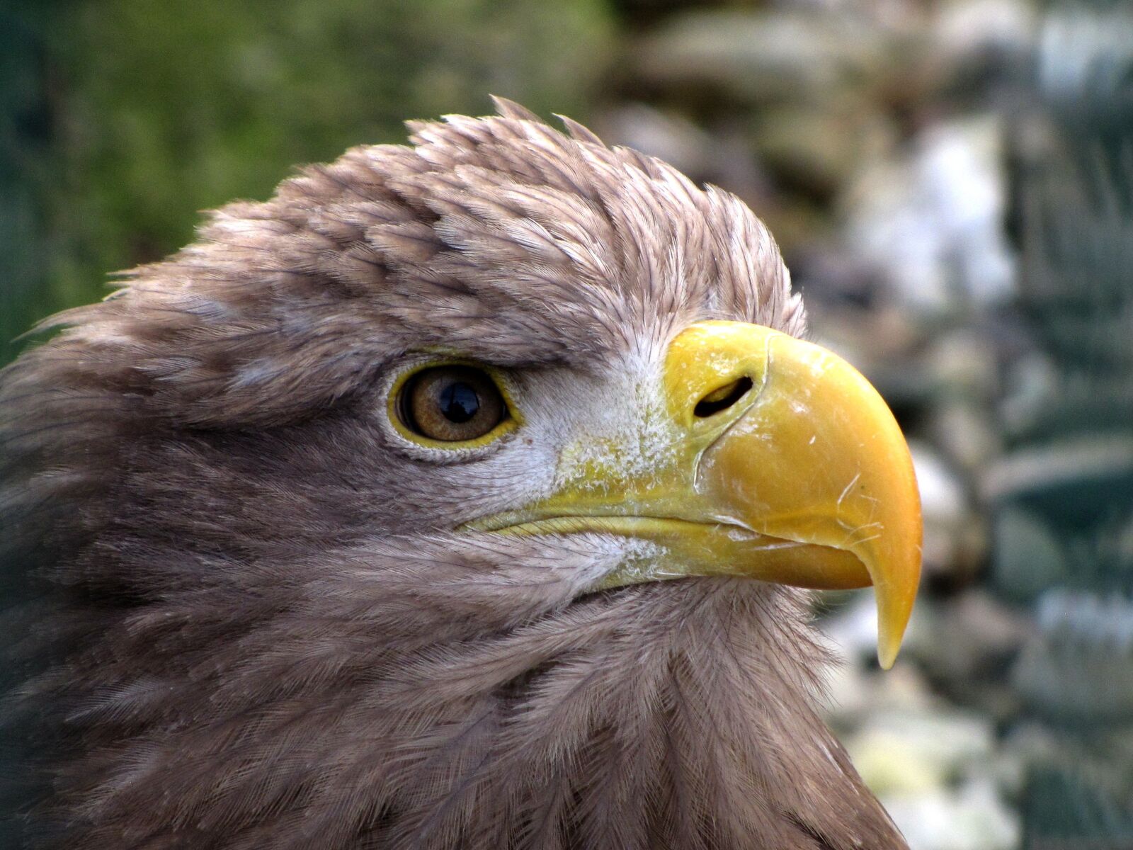 Canon PowerShot SX10 IS sample photo. Animal world, bird of photography