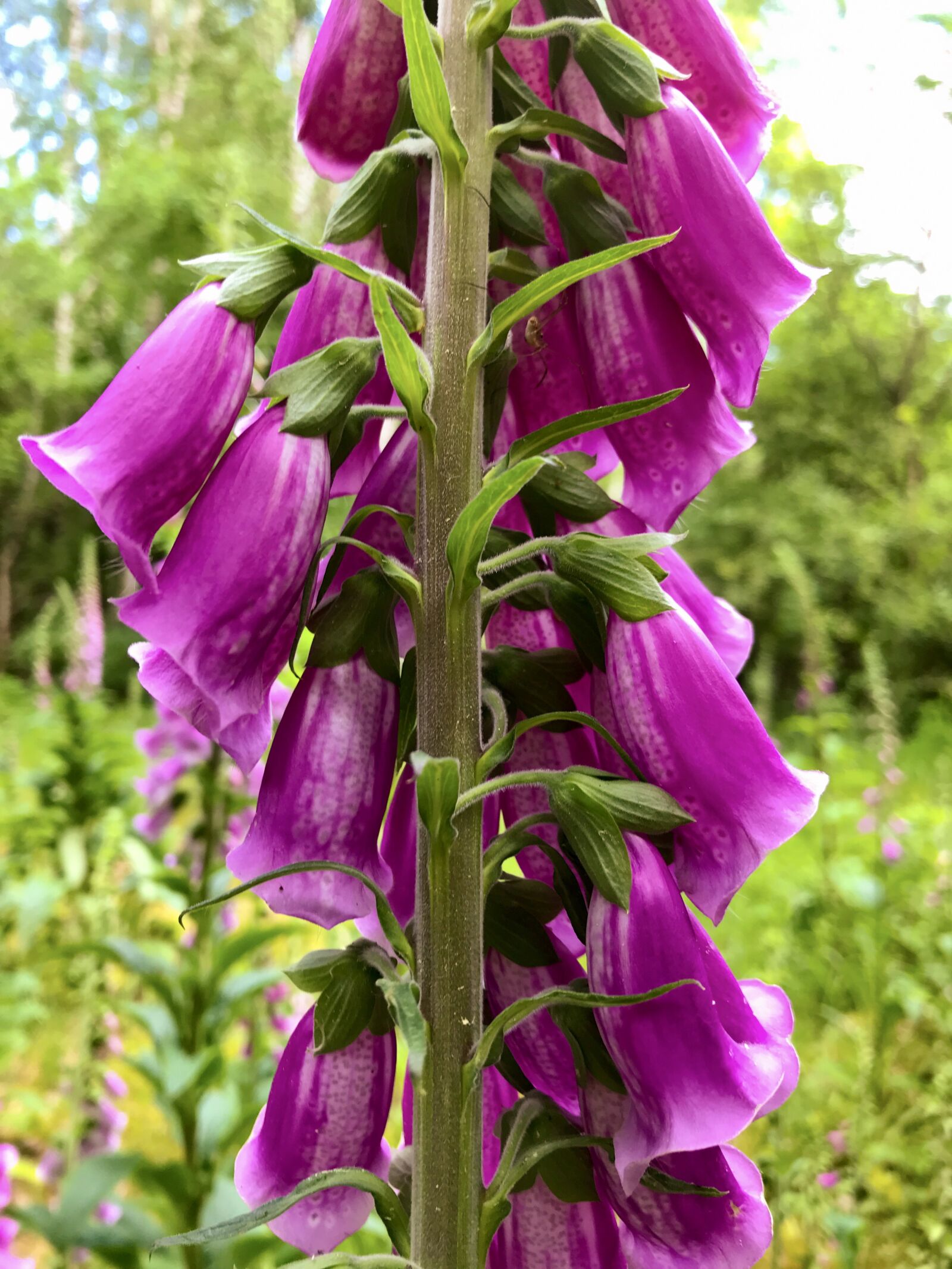 iPhone 7 back camera 3.99mm f/1.8 sample photo. Thimble, digitalis purpurea, giftplanze photography