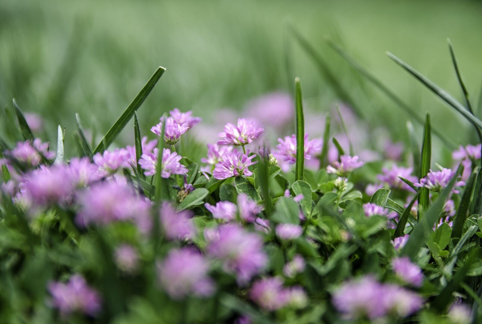 Nikon D7000 sample photo. Flower, nature, purple photography