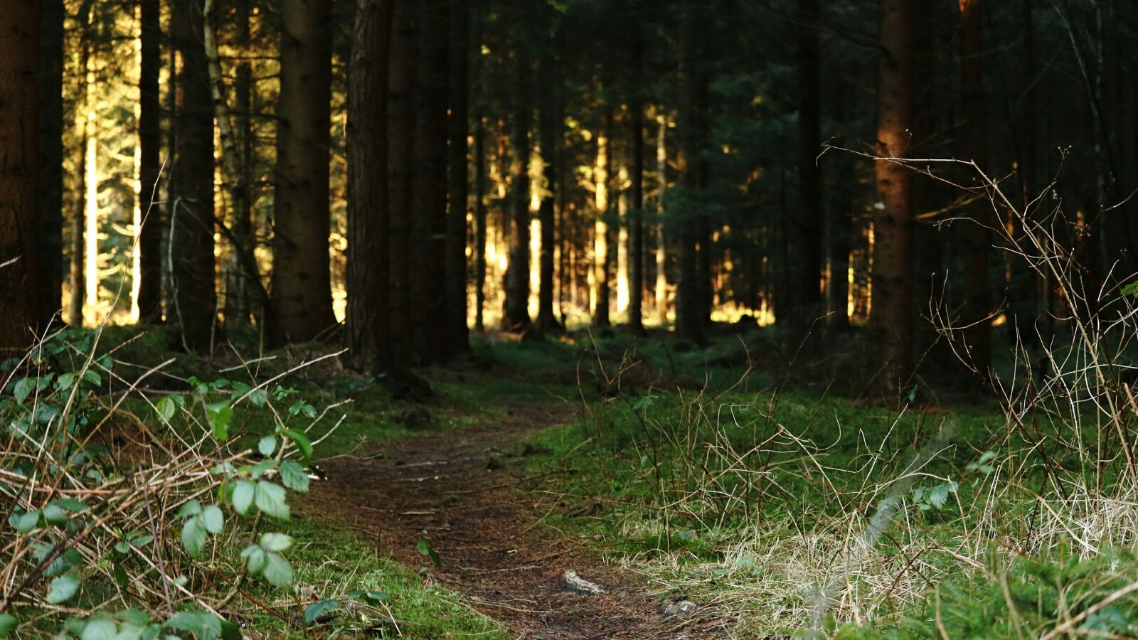 Canon EOS 750D (EOS Rebel T6i / EOS Kiss X8i) sample photo. Forest path, forest, weird photography