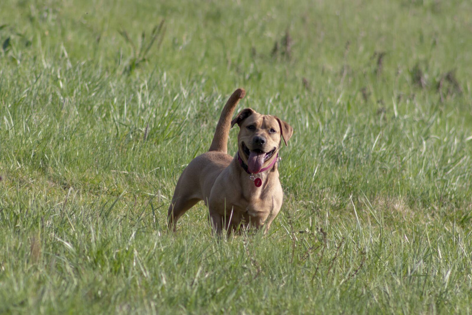 Canon EF75-300mm f/4-5.6 sample photo. Dog, pets, hairy photography