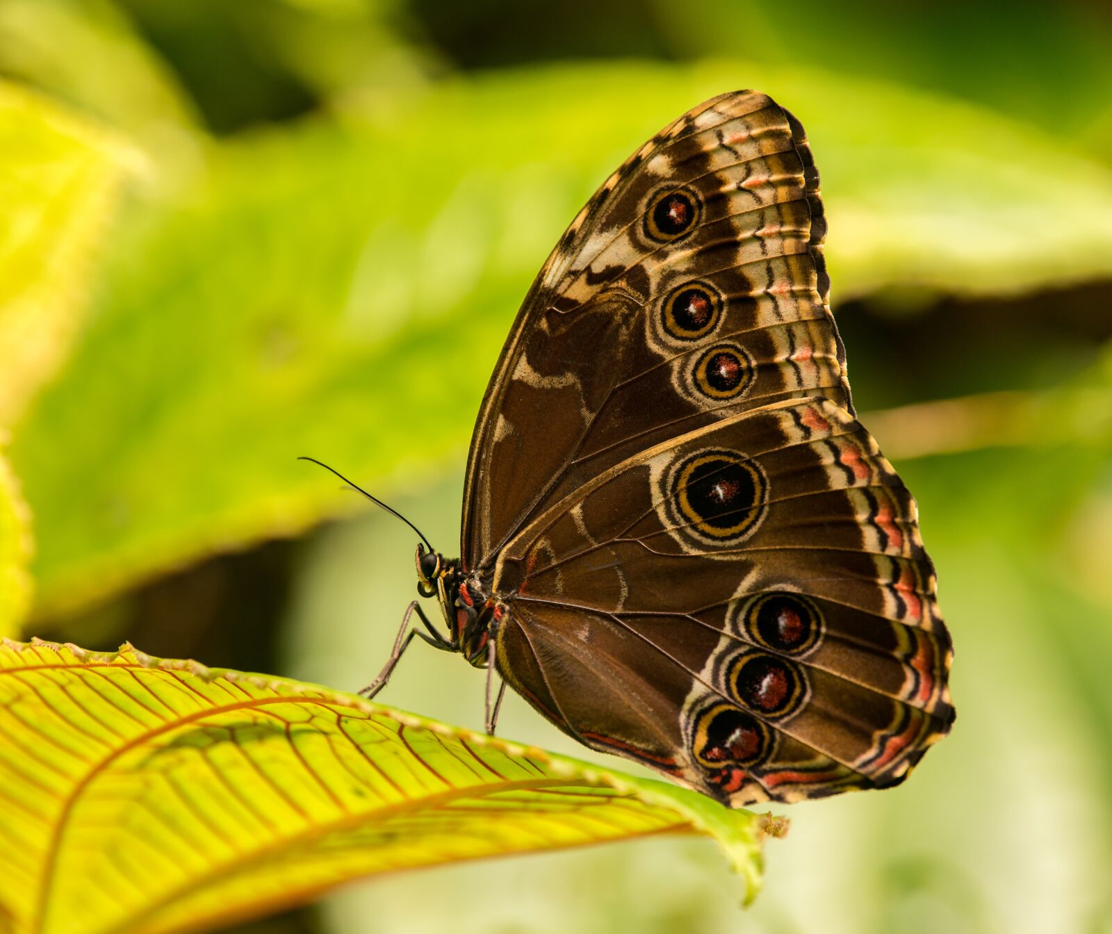 Nikon D800E sample photo. Butterfly, insect, tropical photography