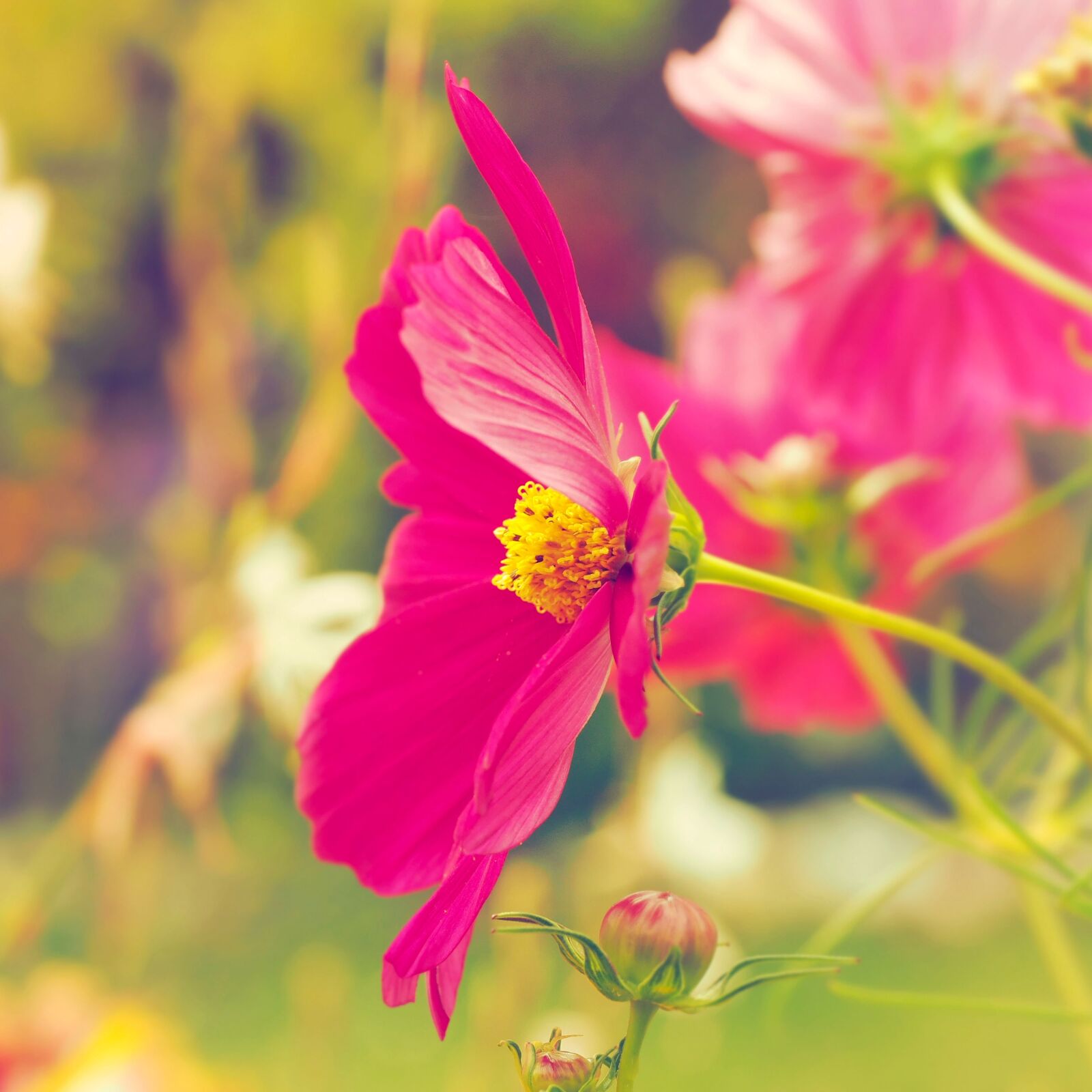 Olympus M.Zuiko Digital ED 60mm F2.8 Macro sample photo. Flowers, cosmos, garden photography
