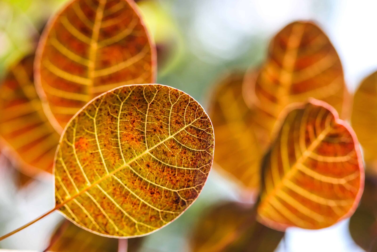 Canon EOS 1100D (EOS Rebel T3 / EOS Kiss X50) sample photo. Leaf, nature, flora, plant photography