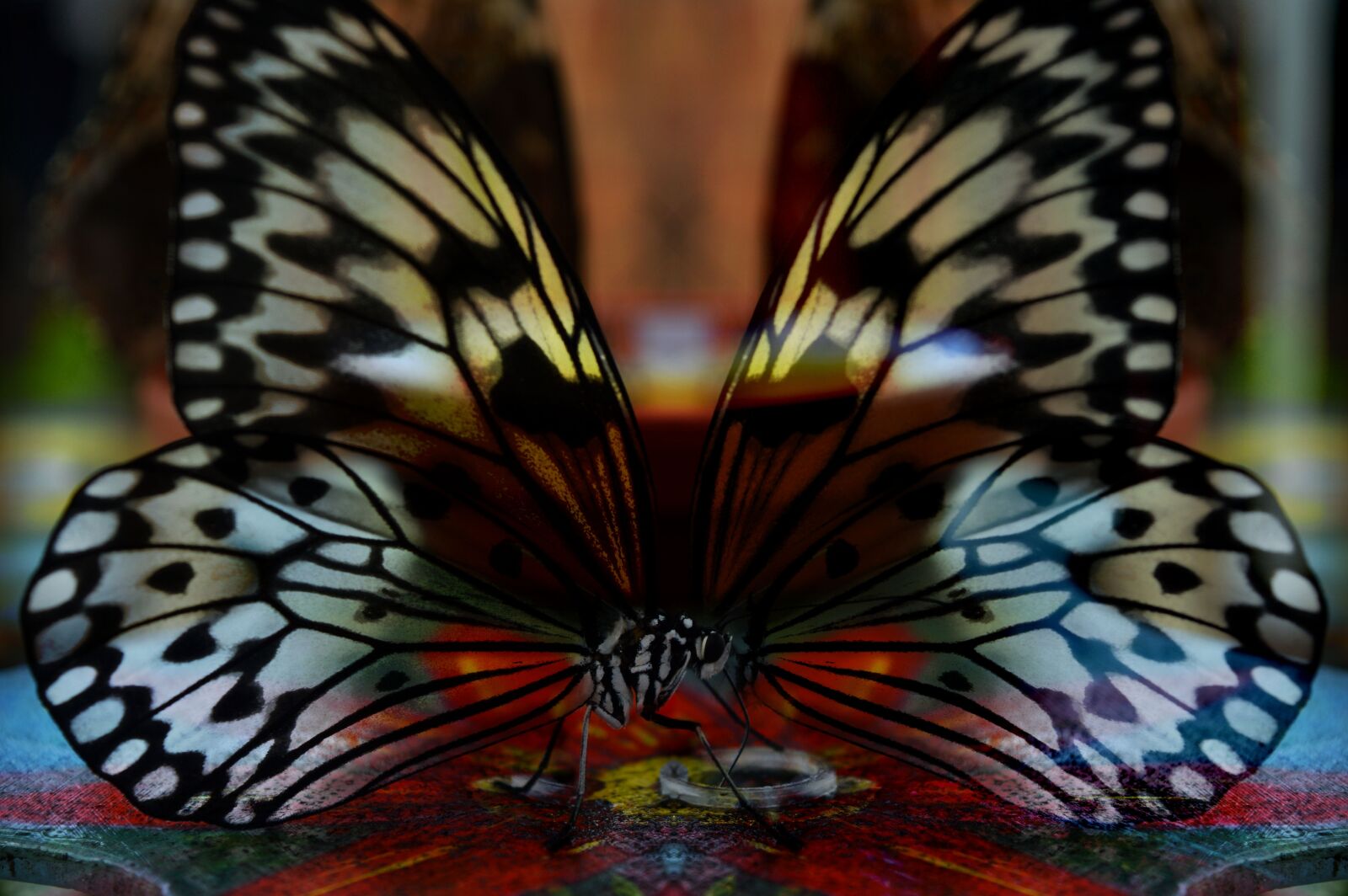 Nikon D3200 sample photo. Butterfly, mirrored, surreal photography