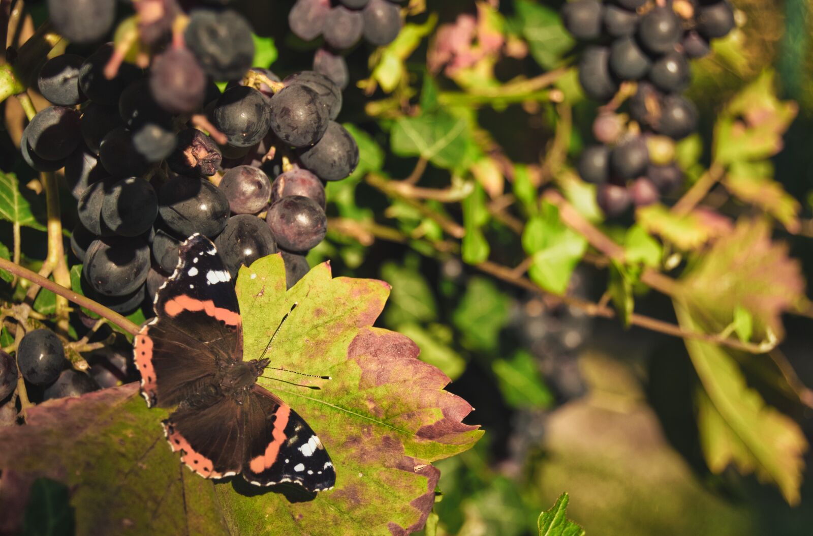 Nikon D5300 sample photo. Butterfly, grapes, nature photography