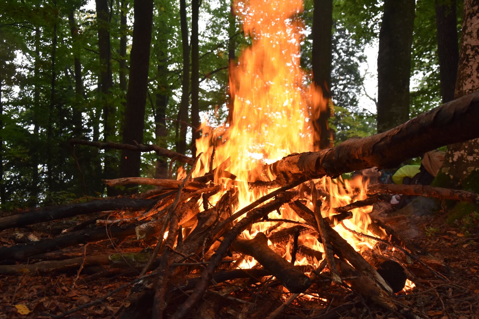 Nikon D7200 sample photo. Fire, wood, forest photography
