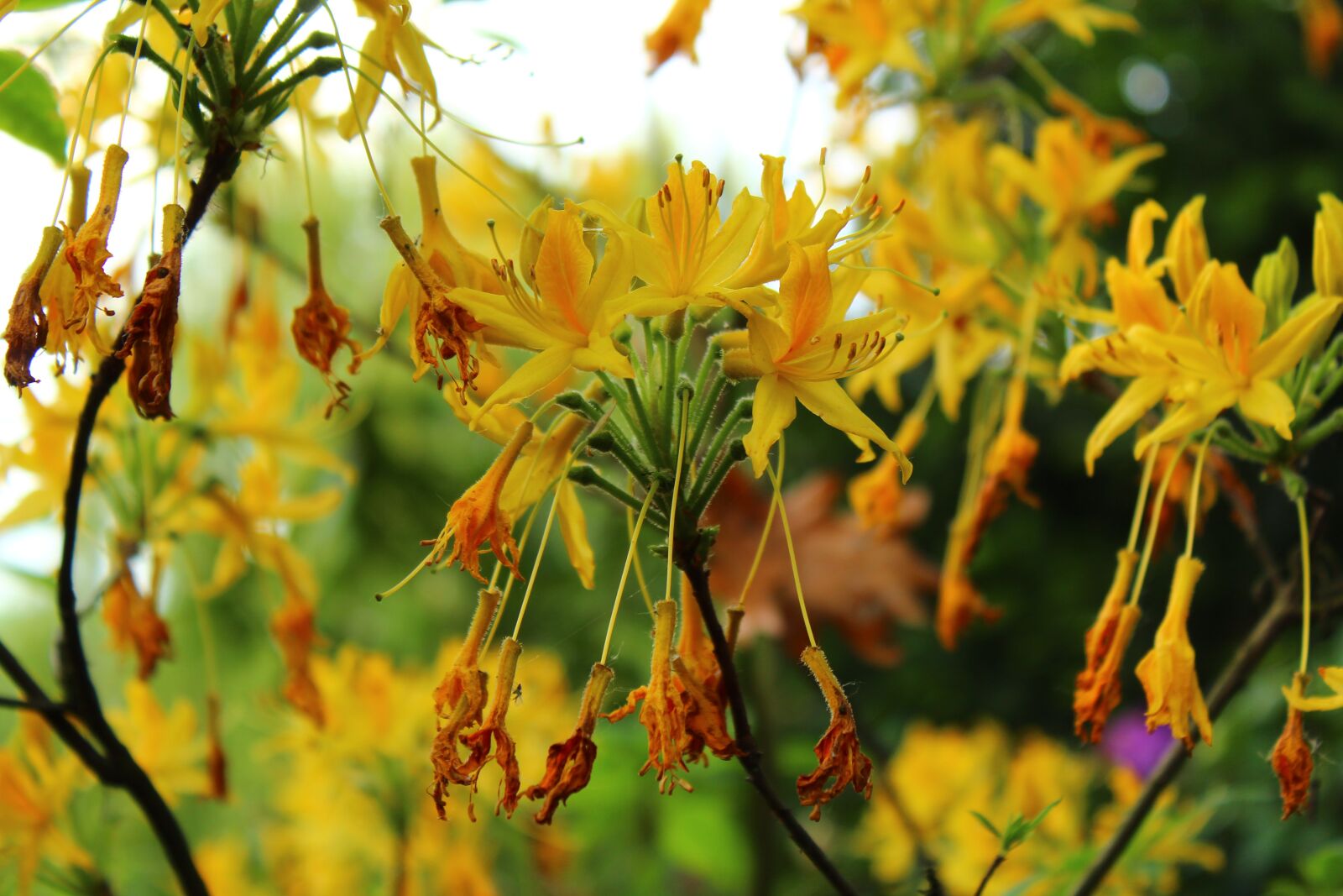 Canon EOS 4000D (EOS Rebel T100 / EOS 3000D) sample photo. Flowers, plants, yellow photography