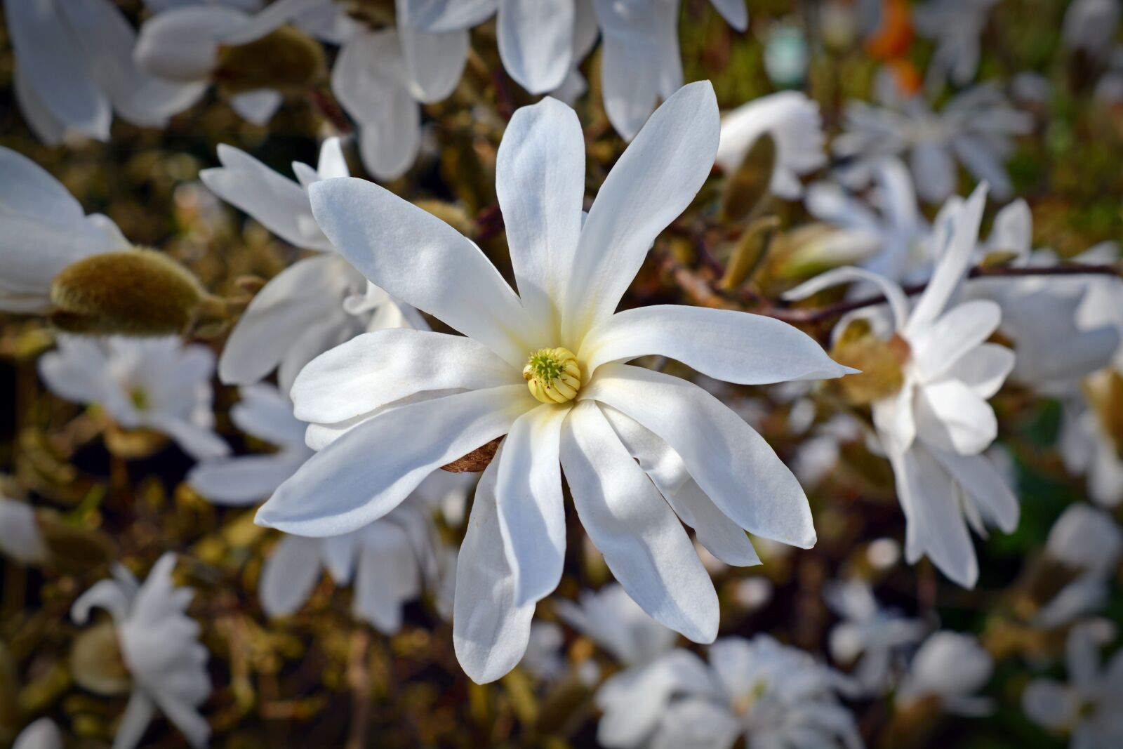 Nikon D5200 sample photo. Star magnolia, magnolia, bloom photography