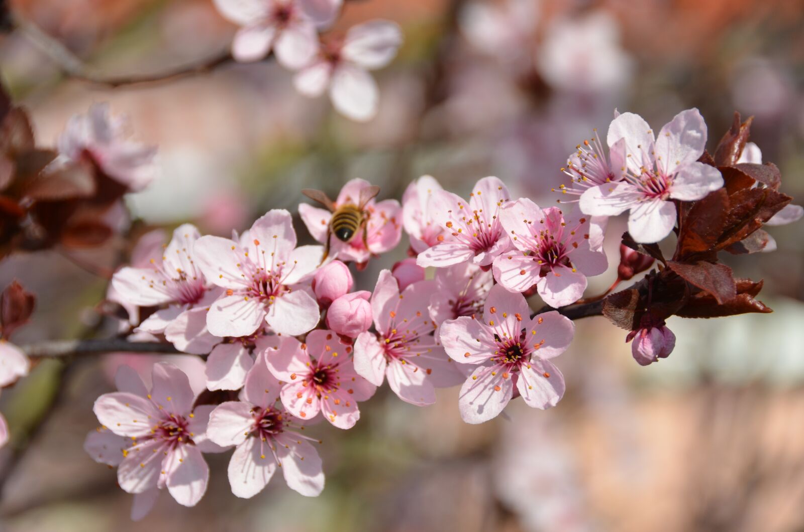 Nikon D7000 sample photo. Bee, blood plum, nectar photography