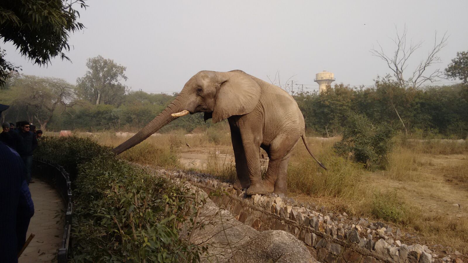 Motorola Moto G (2nd Gen) sample photo. Elephant photography