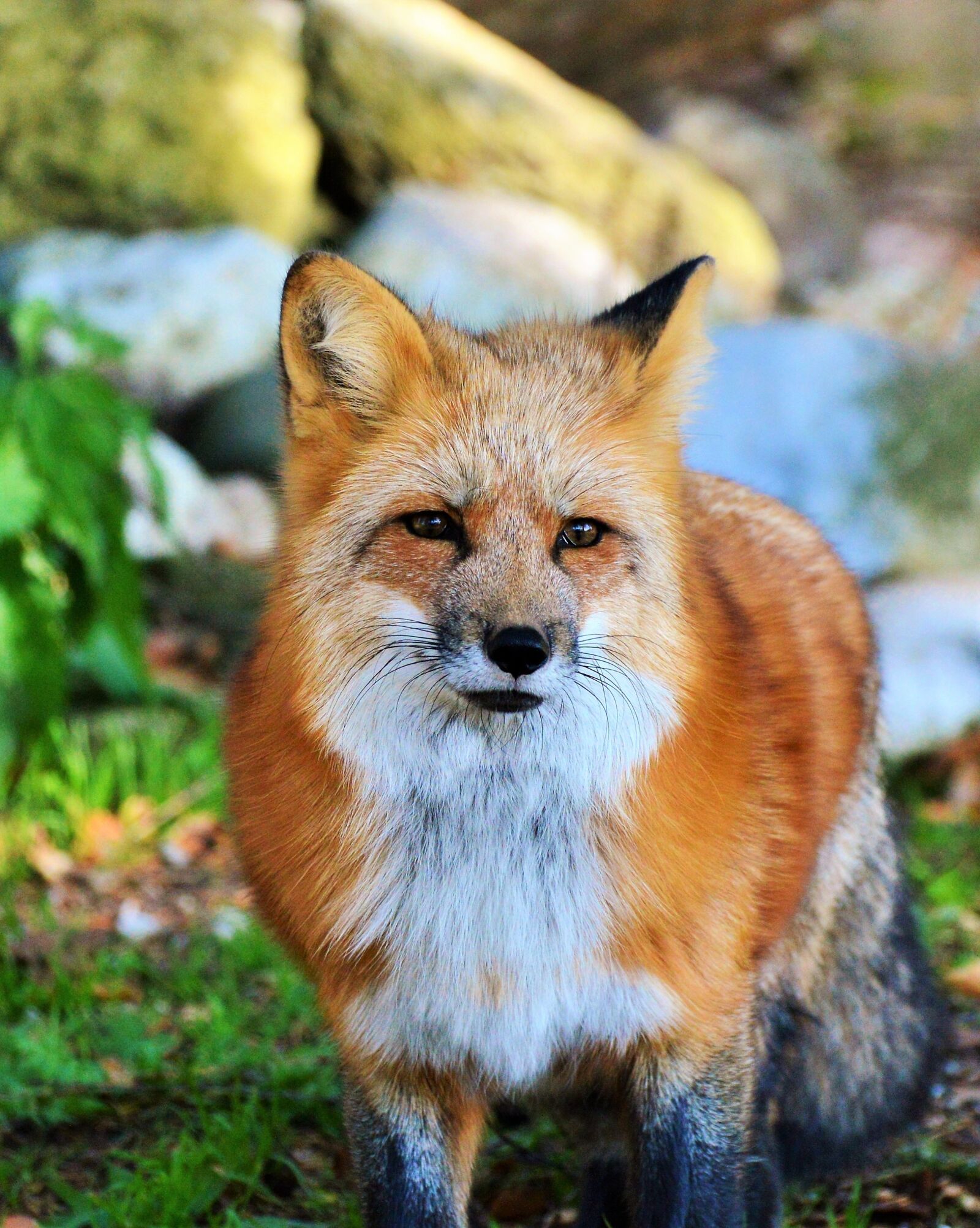 Nikon D3200 sample photo. Fuchs, red fox, predator photography