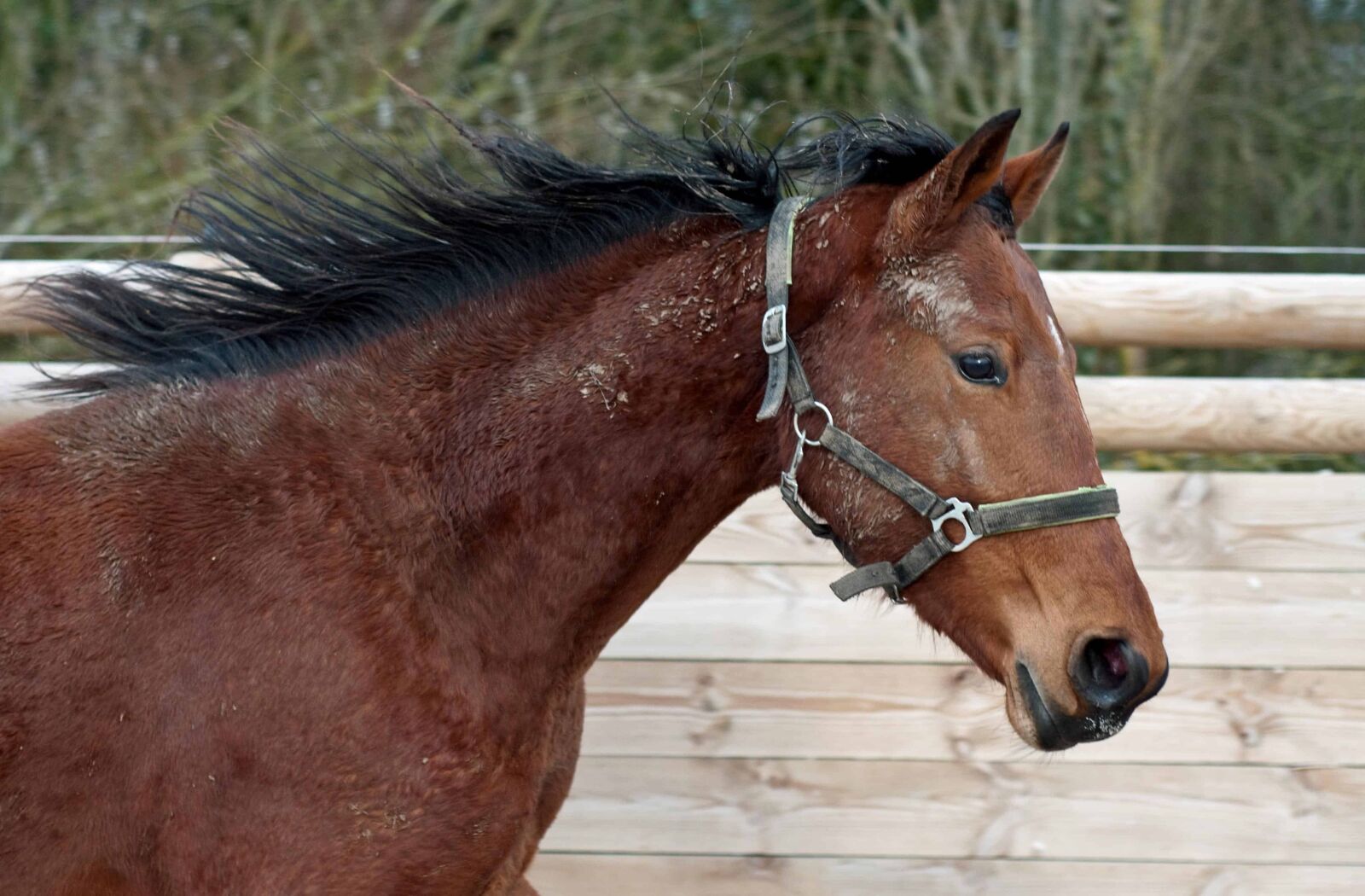 Nikon D300 sample photo. Nature, head, horse, animal photography