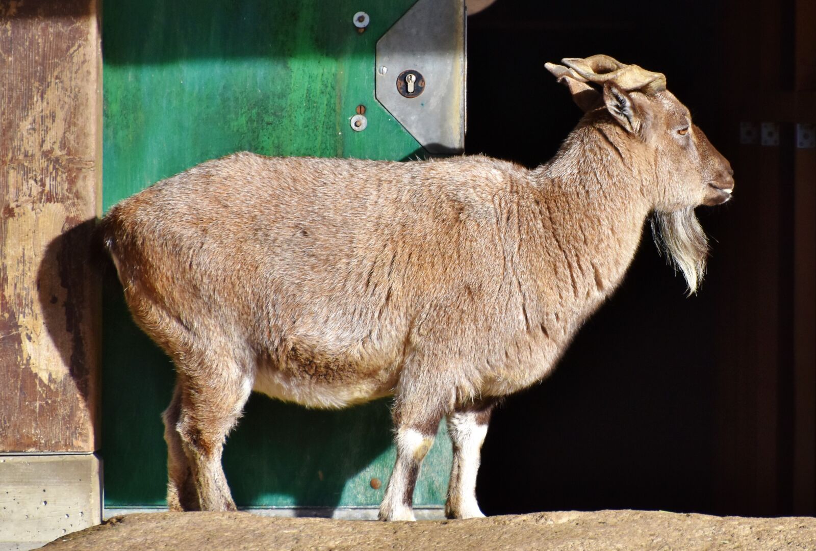 Nikon D7200 sample photo. Markhor, screw a goat photography