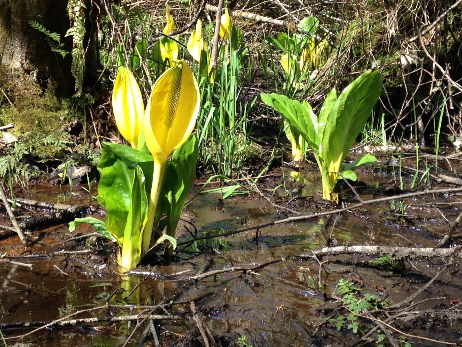 iPhone 5 back camera 4.12mm f/2.4 sample photo. Skunk cabbage, marsh, plant photography
