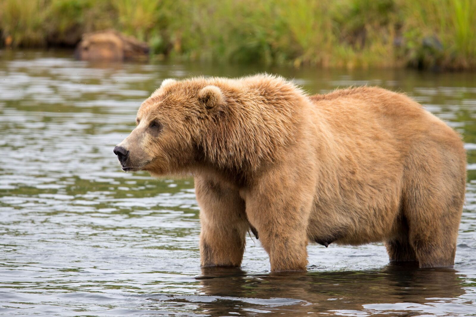 Canon EOS 6D sample photo. Brown bear, water, hunt photography