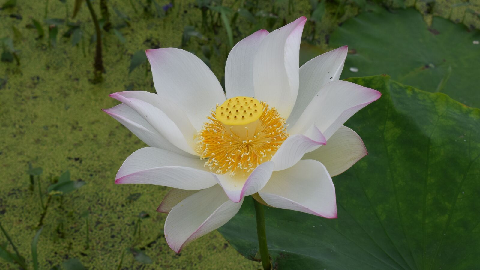 Nikon D3300 sample photo. Lotus, pond, country photography